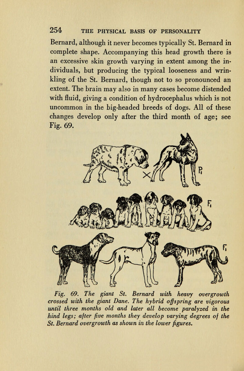 254 THE PHYSICAL BASIS OF PERSONALITY Bernard, although it never becomes typically St. Bernard in complete shape. Accompanying this head growth there is an excessive skin growth varying in extent among the in¬ dividuals, but producing the typical looseness and wrin¬ kling of the St. Bernard, though not to so pronounced an extent. The brain may also in many cases become distended with fluid, giving a condition of hydrocephalus which is not uncommon in the big-headed breeds of dogs. All of these changes develop only after the third month of age; see Fig. 69. Fig. 69. The giant St. Bernard with heavy overgrowth crossed with the giant Dane. The hybrid offspring are vigorous until three months old and later all become paralyzed in the hind legs; after five months they develop varying degrees of the St. Bernard overgrowth as shown in the lower figures.