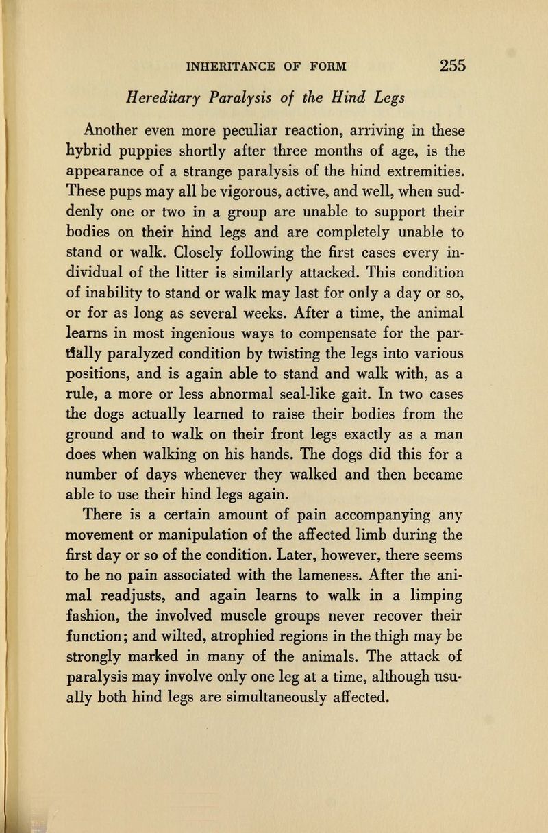 INHERITANCE OF FORM 255 Hereditary Paralysis of the Hind Legs Another even more peculiar reaction, arriving in these hybrid puppies shortly after three months of age, is the appearance of a strange paralysis of the hind extremities. These pups may all be vigorous, active, and well, when sud¬ denly one or two in a group are unable to support their bodies on their hind legs and are completely unable to stand or walk. Closely following the first cases every in¬ dividual of the litter is similarly attacked. This condition of inability to stand or walk may last for only a day or so, or for as long as several weeks. After a time, the animal leams in most ingenious ways to compensate for the par¬ tially paralyzed condition by twisting the legs into various positions, and is again able to stand and walk with, as a rule, a more or less abnormal seal-like gait. In two cases the dogs actually learned to raise their bodies from the ground and to walk on their front legs exactly as a man does when walking on his hands. The dogs did this for a number of days whenever they walked and then became able to use their hind legs again. There is a certain amount of pain accompanying any movement or manipulation of the affected limb during the first day or so of the condition. Later, however, there seems to be no pain associated with the lameness. After the ani¬ mal readjusts, and again learns to walk in a limping fashion, the involved muscle groups never recover their function ; and wilted, atrophied regions in the thigh may be strongly marked in many of the animals. The attack of paralysis may involve only one leg at a time, although usu¬ ally both hind legs are simultaneously affected.