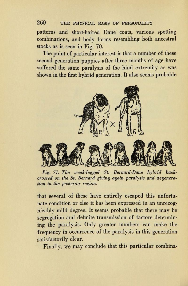 260 THE PHYSICAL BASIS OF PERSONALITY patterns and short-haired Dane coats, various spotting combinations, and body forms resembling both ancestral stocks as is seen in Fig. 70. The point of particular interest is that a number of these second generation puppies after three months of age have suffered the same paralysis of the hind extremity as was shown in the first hybrid generation. It also seems probable Fig. 71. The weak-legged St. Bernard-Dane hybrid back' crossed on the St. Bernard giving again paralysis and degenerar lion in the posterior region. that several of these have entirely escaped this unfortu¬ nate condition or else it has been expressed in an unrecog¬ nizably mild degree. It seems probable that there may be segregation and definite transmission of factors determin¬ ing the paralysis. Only greater numbers can make the frequency in occurrence of the paralysis in this generation satisfactorily clear. Finally, we may conclude that this particular combina-