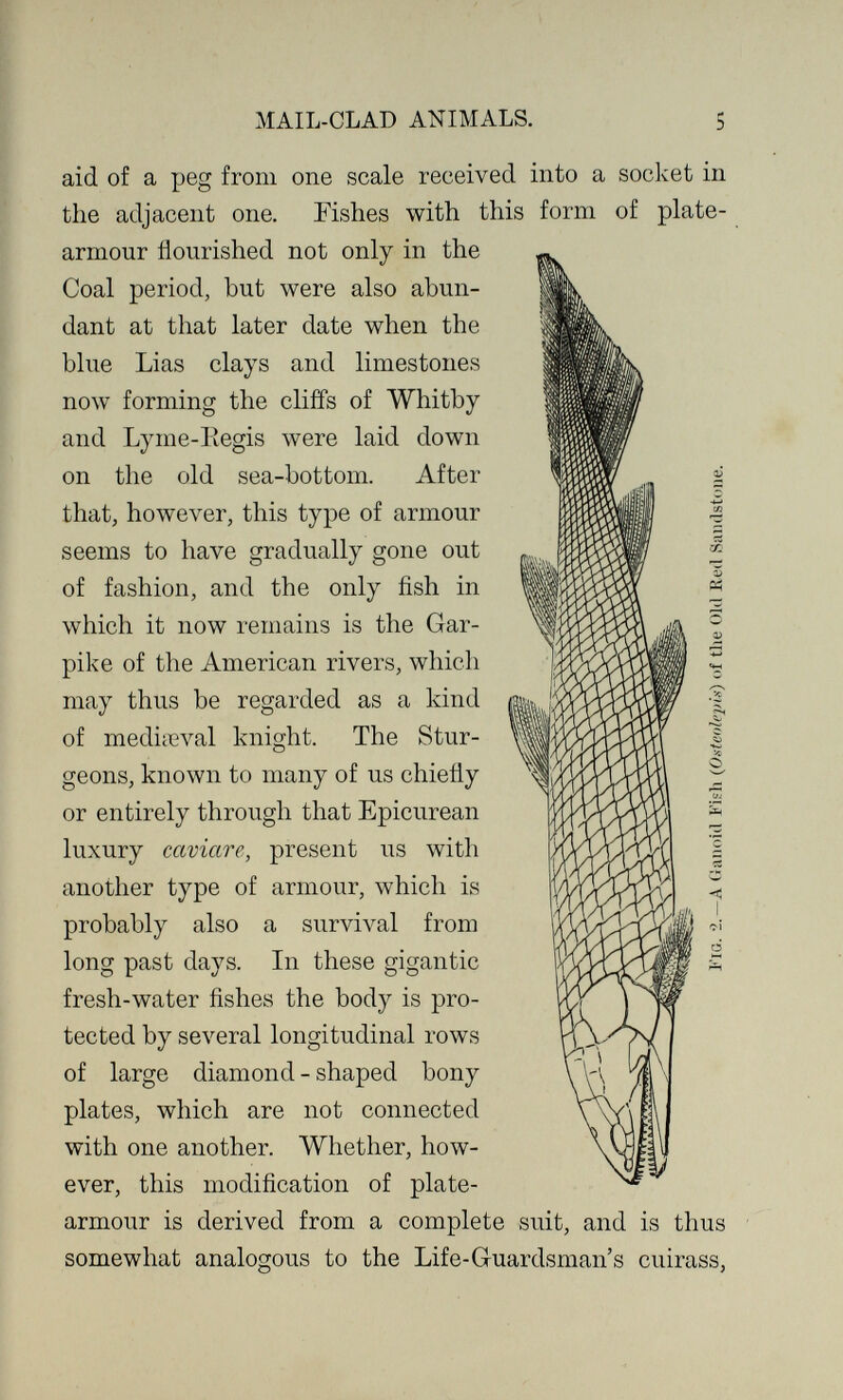 MAIL-CLAD ANIMALS. 5 aid of a peg from one scale received into a socket in the adjacent one. Tishes with this form of plate- armour flourished not only in the Coal period, but were also abun¬ dant at that later date when the blue Lias clays and limestones now forming the cliffs of Whitby and Lynie-Iiegis were laid down on the old sea-bottom. After that, however, this type of armour seems to have gradually gone out of fashion, and the only fish in which it now remains is the Gar- pike of the American rivers, which may thus be regarded as a kind of mediicval knig-ht. The Stur- О geons, known to many of us chiefly or entirely through that Epicurean luxury caviare, present us with another type of armour, which is probably also a survival from long past days. In these gigantic fresh-water fishes the body is pro¬ tected by several longitudinal rows of large diamond - shaped bony \ plates, which are not connected with one another. Whether, how¬ ever, this modification of plate- armour is derived from a complete suit, and is thus somewhat analogous to the Life-Guardsman's cuirass, fV