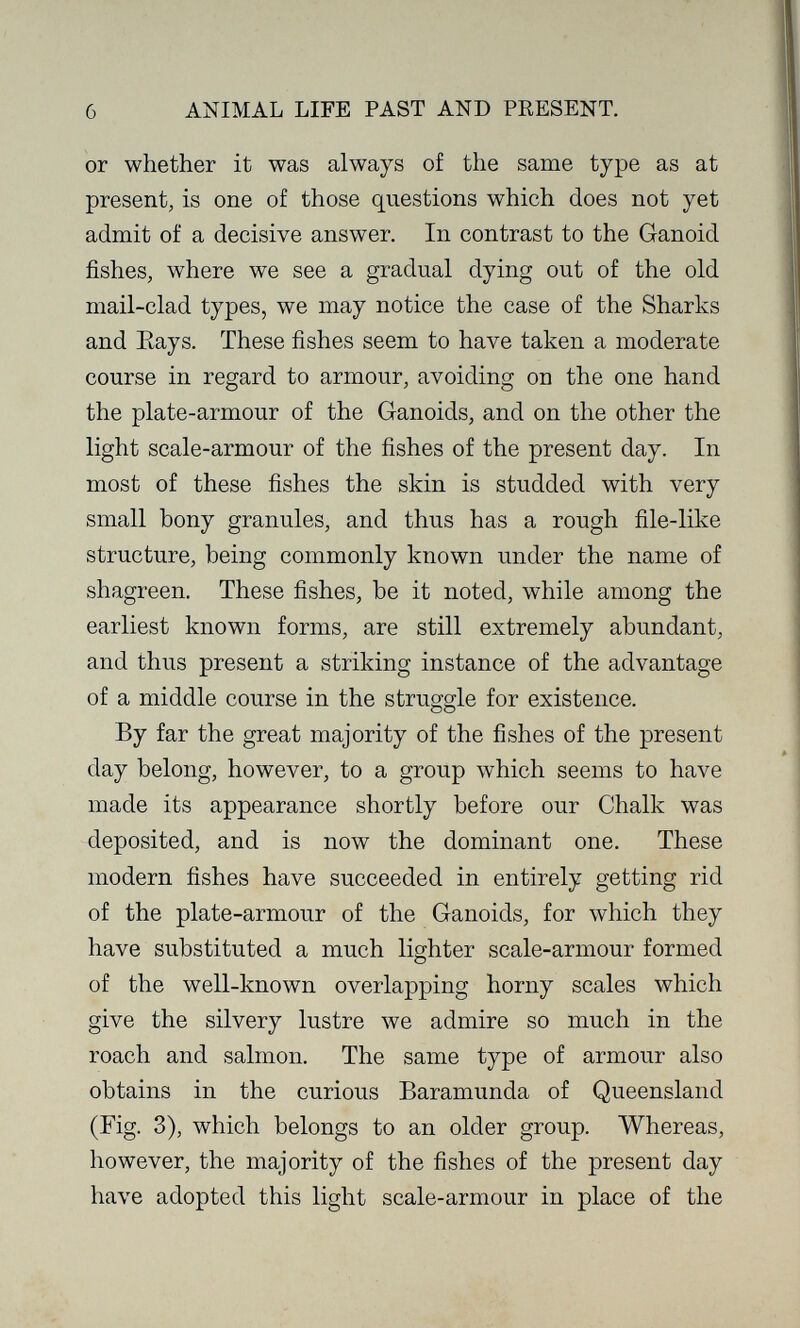 б ANIMAL LIFE PAST AND PRESENT. or whether it was always of the same type as at present, is one of those questions which does not yet admit of a decisive answer. In contrast to the Ganoid fishes, where we see a gradual dying out of the old mail-clad types, we may notice the case of the Sharks and Eays. These fishes seem to have taken a moderate course in regard to armour, avoiding on the one hand the plate-armour of the Ganoids, and on the other the light scale-armour of the fishes of the present day. In most of these fishes the skin is studded with very small bony granules, and thus has a rough file-like structure, being commonly known under the name of shagreen. These fishes, be it noted, while among the earliest known forms, are still extremely abundant, and thus present a striking instance of the advantage of a middle course in the struggle for existence. OO By far the great majority of the fishes of the present day belong, however, to a group which seems to have made its appearance shortly before our Chalk was deposited, and is now the dominant one. These modern fishes have succeeded in entirely getting rid of the plate-armour of the Ganoids, for which they have substituted a much lighter scale-armour formed of the well-known overlapping horny scales which give the silvery lustre we admire so much in the roach and salmon. The same type of armour also obtains in the curious Baramunda of Queensland (Fig. 3), which belongs to an older group. Whereas, however, the majority of the fishes of the present day have adopted this light scale-armour in place of the