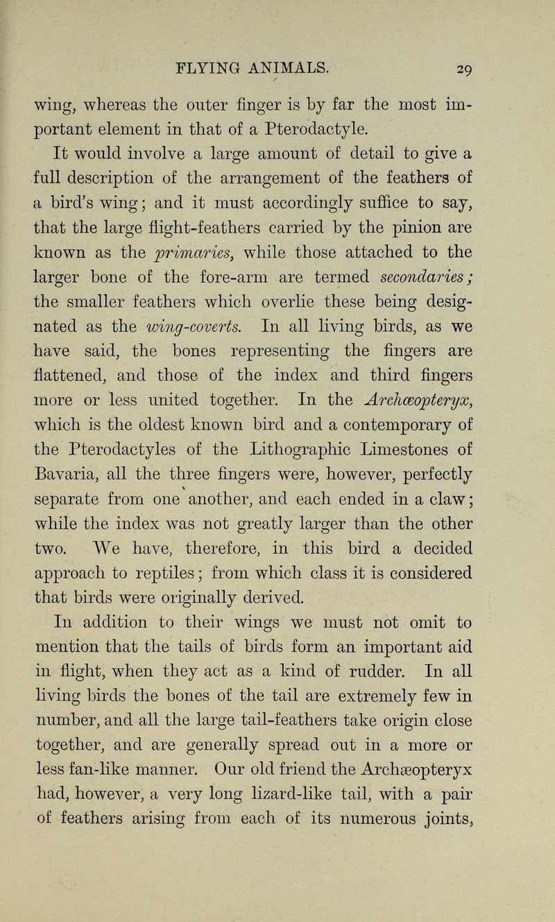 FLYING ANIMALS. 29 wing, whereas the outer finger is by far the most im¬ portant element in that of a Ptérodactyle. It would involve a large amount of detail to give a full description of the arrangement of the feathers of a bird's wing ; and it must accordingly suffice to say, that the large flight-feathers carried by the pinion are known as the primaries, while those attached to the larger bone of the fore-arm are termed secondaries; the smaller feathers which overlie these being desig¬ nated as the wing-coverts. In all living birds, as we have said, the bones representing the fingers are flattened, and those of the index and third fingers more or less united together. In the Archœopteryx, which is the oldest known bird and a contemporary of the Ptérodactyles of the Lithographic Limestones of Bavaria, all the three fingers were, however, perfectly к separate from one another, and each ended in a claw ; while the index was not greatly larger than the other two. We have, therefore, in this bird a decided approach to reptiles ; from which class it is considered that birds were originally derived. In addition to their wings we must not omit to mention that the tails of birds form an important aid in flight, when they act as a kind of rudder. In all living birds the bones of the tail are extremely few in number, and all the large tail-feathers take origin close together, and are generally spread out in a more or less fan-like manner. Our old friend the Archseopteryx had, however, a very long lizard-like tail, with a pair of feathers arising from each of its numerous joints,