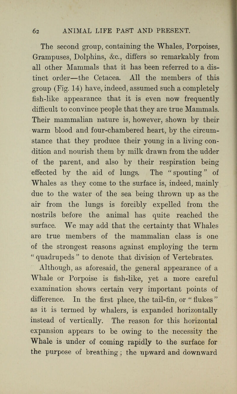 б2 ANIMAL LIFE PAST AND PRESENT. The second group, containing the Whales, Porpoises, Grampuses, Dolphins, &c., differs so remarkably from all other Mammals that it has been referred to a dis¬ tinct order—the Cetacea. All the members of this group (Fig. 14) have, indeed, assumed such a completely fish-like appearance that it is even now frequently difficult to convince people that they are true Mammals. Their mammalian nature is, however, shown by their warm blood and four-chambered heart, by the circum¬ stance that they produce their young in a living con¬ dition and nourish them by milk drawn from the udder of the parent, and also by their respiration being effected by the aid of lungs. The  spouting  of Whales as they come to the surface is, indeed, mainly due to the water of the sea being thrown up as the air from the lungs is forcibly expelled from the nostrils before the animal has quite reached the surface. We may add that the certainty that Whales are true members of the mammalian class is one of the strongest reasons against employing the term  quadrupeds  to denote that division of Vertebrates. Although, as aforesaid, the general appearance of a Whale or Porpoise is fish-like, yet a more careful examination shows certain very important points of difference. In the first place, the tail-fin, or  flukes  as it is termed by whalers, is expanded horizontally instead of vertically. The reason for this horizontal expansion appears to be owing to the necessity the Whale is under of coming rapidly to the surface for the purpose of breathing ; the upward and downward