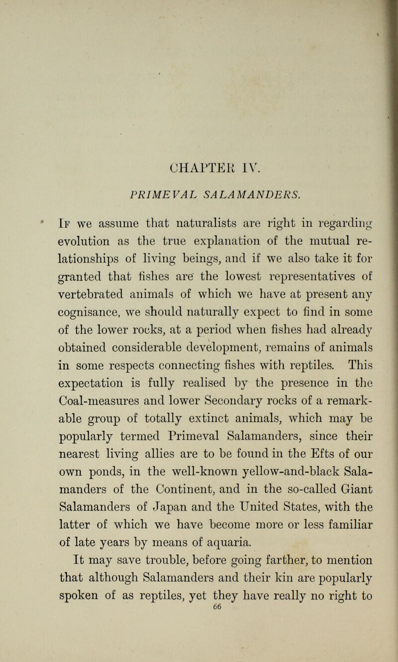 СНАГТЕК IV. PRIMEVAL SALAMANDERS. If we assume that naturalists are right in regarding evolution as the true explanation of the mutual re¬ lationships of living beings, and if we also take it for granted that fishes are the lowest representatives of vertebrated animals of which we have at present any cognisance, we should naturally expect to find in some of the lower rocks, at a period when fishes had already obtained considerable development, remains of animals in some respects connecting fishes with reptiles. This expectation is fully realised by the presence in the Coal-measures and lower Secondary rocks of a remark¬ able group of totally extinct animals, which may be popularly termed Primeval Salamanders, since their nearest living allies are to be found in the Efts of our own ponds, in the well-known yellow-and-black Sala¬ manders of the Continent, and in the so-called Giant Salamanders of Japan and the United States, with the latter of which we have become more or less familiar of late years by means of aquaria. It may save trouble, before going farther, to mention that although Salamanders and their kin are popularly spoken of as reptiles, yet they have really no right to 66