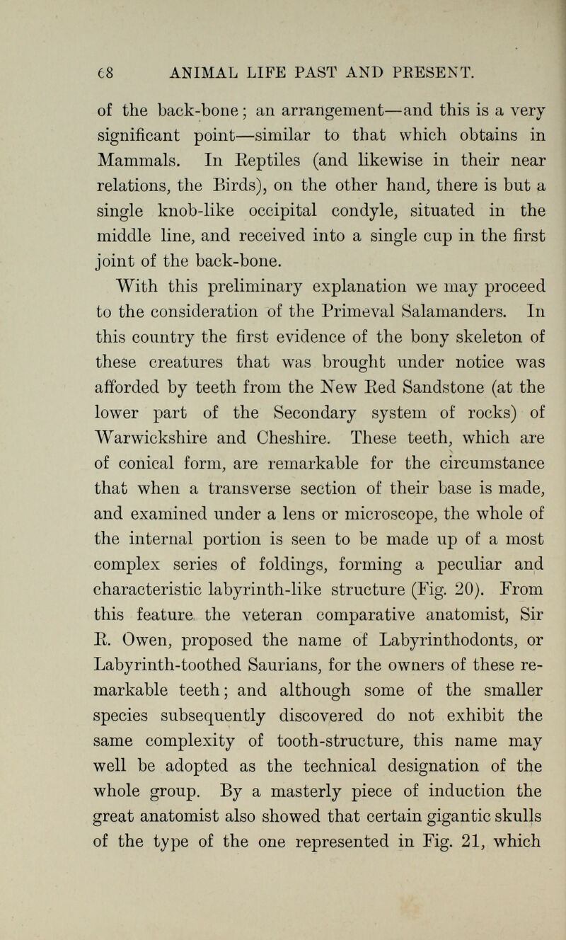 es ANIMAL LIFE PAST AND PRESENT. of the back-bone ; an arrangement—and this is a very significant point—similar to that which obtains in Mammals. In Eeptiles (and likewise in their near relations, the Birds), on the other hand, there is but a single knob-like occipital condyle, situated in the middle line, and received into a single cup in the first joint of the back-bone. With this preliminary explanation we may proceed to the consideration of the Primeval Salamanders. In this country the first evidence of the bony skeleton of these creatures that was brought under notice was afforded by teeth from the New Eed Sandstone (at the lower part of the Secondary system of rocks) of Warwickshire and Cheshire. These teeth, which are of conical form, are remarkable for the circumstance that when a transverse section of their base is made, and examined under a lens or microscope, the whole of the internal portion is seen to be made up of a most complex series of foldings, forming a peculiar and characteristic labyrinth-like structure (Fig. 20). From this feature the veteran comparative anatomist, Sir E. Owen, proposed the name of Labyrinthodonts, or Labyrinth-toothed Saurians, for the owners of these re¬ markable teeth; and although some of the smaller species subsequently discovered do not exhibit the same complexity of tooth-structure, this name may well be adopted as the technical designation of the whole group. By a masterly piece of induction the great anatomist also showed that certain gigantic skulls of the type of the one represented in Fig. 21, which