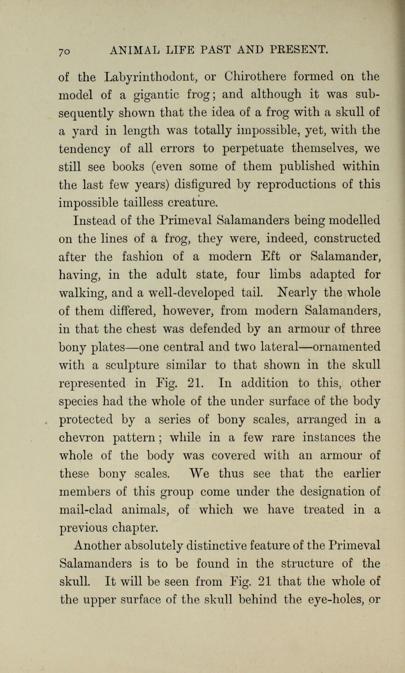ANIMAL LIFE PAST AND PRESENT. of the Labyrinthodont, or Chirothere formed on the model of a gigantic frog; and although it was sub¬ sequently shown that the idea of a frog with a skull of a yard in length was totally impossible, yet, with the tendency of all errors to perpetuate themselves, we still see books (even some of them published within the last few years) disfigured by reproductions of this impossible tailless creature. Instead of the Primeval Salamanders being modelled on the lines of a frog, they were, indeed, constructed after the fashion of a modern Eft or Salamander, having, in the adult state, four limbs adapted for walking, and a well-developed tail. Nearly the whole of them differed, however, from modern Salamanders, in that the chest was defended by an armour of three bony plates—one central and two lateral—ornamented with a sculpture similar to that shown in the skull represented in Fig. 21. In addition to this, other species had the whole of the under surface of the body protected by a series of bony scales, arranged in a chevron pattern ; while in a few rare instances the whole of the body was covered with an armour of these bony scales. We thus see that the earlier members of this group come under the designation of mail-clad animals, of which we have treated in a previous chapter. Another absolutely distinctive feature of the Primeval Salamanders is to be found in the structure of the skull. It will be seen from Fig. 21 that the whole of the upper surface of the skull behind the eye-holes, or