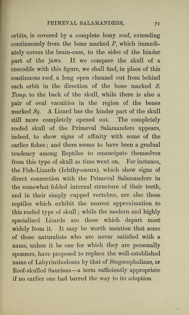 PRIMEVAL SALAMANDERS. 71 orbits, is covered by a complete bony roof, extending continuously from the bone marked P, which immedi¬ ately covers the brain-case, to the sides of the hinder part of the jaws. If we compare the skull of a crocodile with this figure, we shall find, in place of this continuous roof, a long open channel cut from behind each orbit in the direction of the bone marked S. Temp, to the back of the skull, while there is also a pair of oval vacuities in the region of the bones marked Sq. A Lizard has the hinder part of the skull still more completely opened out. The completely roofed skull of the Primeval Salamanders appears, indeed, to show signs of affinity with some of the earlier fishes ; and there seems to have been a gradual tendency among Eeptiles to emancipate themselves from this type of skull as time went on. For instance, the Fish-Lizards (Ichthyosaurs), which show signs of direct connection with the Primeval Salamanders in the somewhat folded internal structure of their teeth, and in their simply cupped vertebrae, are also those reptiles which exhibit the nearest approximation to this roofed type of skull ; while the modern and highly specialised Lizards are those which depart most widely from it. It may be worth mention that some of those naturalists who are never satisfied with a name, unless it be one for which they are personally sponsors, have proposed to replace the well-established name of Labyrinthodonts by that of Stegocephalians, or Eoof-skulled Saurians—a term sufficiently appropriate if no earlier one had barred the way to its adoption.