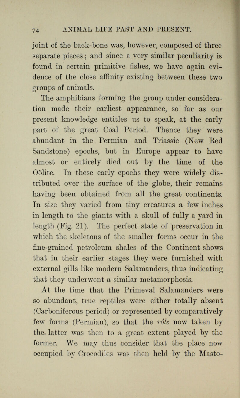 ANIMAL LIFE PAST AND PRESENT. joint of the back-bone was, however, composed of three separate pieces ; and since a very similar peculiarity is found in certain primitive fishes, we have again evi¬ dence of the close affinity existing between these two groups of animals. The amphibians forming the group under considera¬ tion made their earliest appearance, so far as our present knowledge entitles us to speak, at the early part of the great Coal Period. Thence they were abundant in the Permian and Triassic (New Eed Sandstone) epochs, but in Europe appear to have almost or entirely died out by the time of the Oolite. In these early epochs they were widely dis¬ tributed over the surface of the globe, their remains having been obtained from all the great continents. In size they varied from tiny creatures a few inches in length to the giants with a skull of fully a yard in length (Fig. 21). The perfect state of preservation in which the skeletons of the smaller forms occur in the fine-grained petroleum shales of the Continent shows that in their earlier stages they were furnished with external gills like modern Salamanders, thus indicating that they underwent a similar metamorphosis. At the time that the Primeval Salamanders were so abundant, true reptiles were either totally absent (Carboniferous period) or represented by comparatively few forms (Permian), so that the rôle now taken by the latter was then to a great extent played by the former. We may thus consider that the place now occupied by Crocodiles was then held by the Masto-