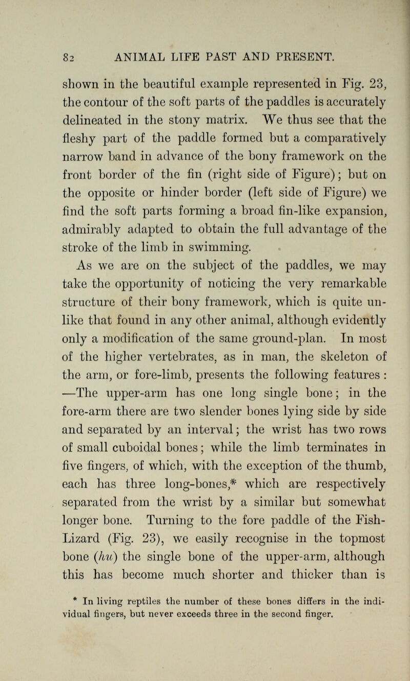 82 ANIMAL LIFE PAST AND PRESENT. shown in the beautiful example represented in Fig. 23, the contour of the soft parts of the paddles is accurately delineated in the stony matrix. We thus see that the fleshy part of the paddle formed but a comparatively narrow band in advance of the bony framework on the front border of the fin (right side of Figure) ; but on the opposite or hinder border (left side of Figure) we find the soft parts forming a broad fin-like expansion, admirably adapted to obtain the full advantage of the stroke of the limb in swimming. As we are on the subject of the paddles, we may take the opportunity of noticing the very remarkable structure of their bony framework, which is quite un¬ like that found in any other animal, although evidently only a modification of the same ground-plan. In most of the higher vertebrates, as in man, the skeleton of the arm, or fore-limb, presents the following features : —The upper-arm has one long single bone ; in the fore-arm there are two slender bones lying side by side and separated by an interval ; the wrist has two rows of small cuboidal bones ; while the limb terminates in five fingers, of which, with the exception of the thumb, each has three long-bones,* which are respectively separated from the wrist by a similar but somewhat longer bone. Turning to the fore paddle of the Fish- Lizard (Fig. 23), we easily recognise in the topmost bone {hu) the single bone of the upper-arm, although this has become much shorter and thicker than is * In living reptiles the number of these bones differs in the indi¬ vidual fingers, but never exceeds three in the second finger.