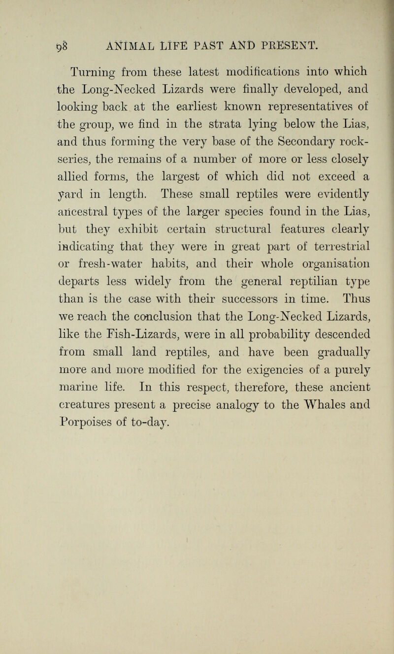 ^8 ANIMAL LÎFË PAST ANB PRESENT. Turning from these latest modifications into which the Long-Necked Lizards were finally developed, and looking back at the earliest known representatives of the group, we find in the strata lying below the Lias, and thus forming the very base of the Secondary rock- series, the remains of a number of more or less closely allied forms, the largest of which did not exceed a yard in length. These small reptiles were evidently ancestral types of the larger species found in the Lias, but they exhibit certain structural features clearly indicating that they were in great part of terrestrial or fresh-water habits, and their whole organisation departs less widely from the general reptilian type than is the case with their successors in time. Thus we reach the conclusion that the Long-Necked Lizards, like the Fish-Lizards, were in all probability descended from small land reptiles, and have been gradually more and more modified for the exigencies of a purely marine life. In this respect, therefore, these ancient creatures present a precise analogy to the Whales and Porpoises of to-day.
