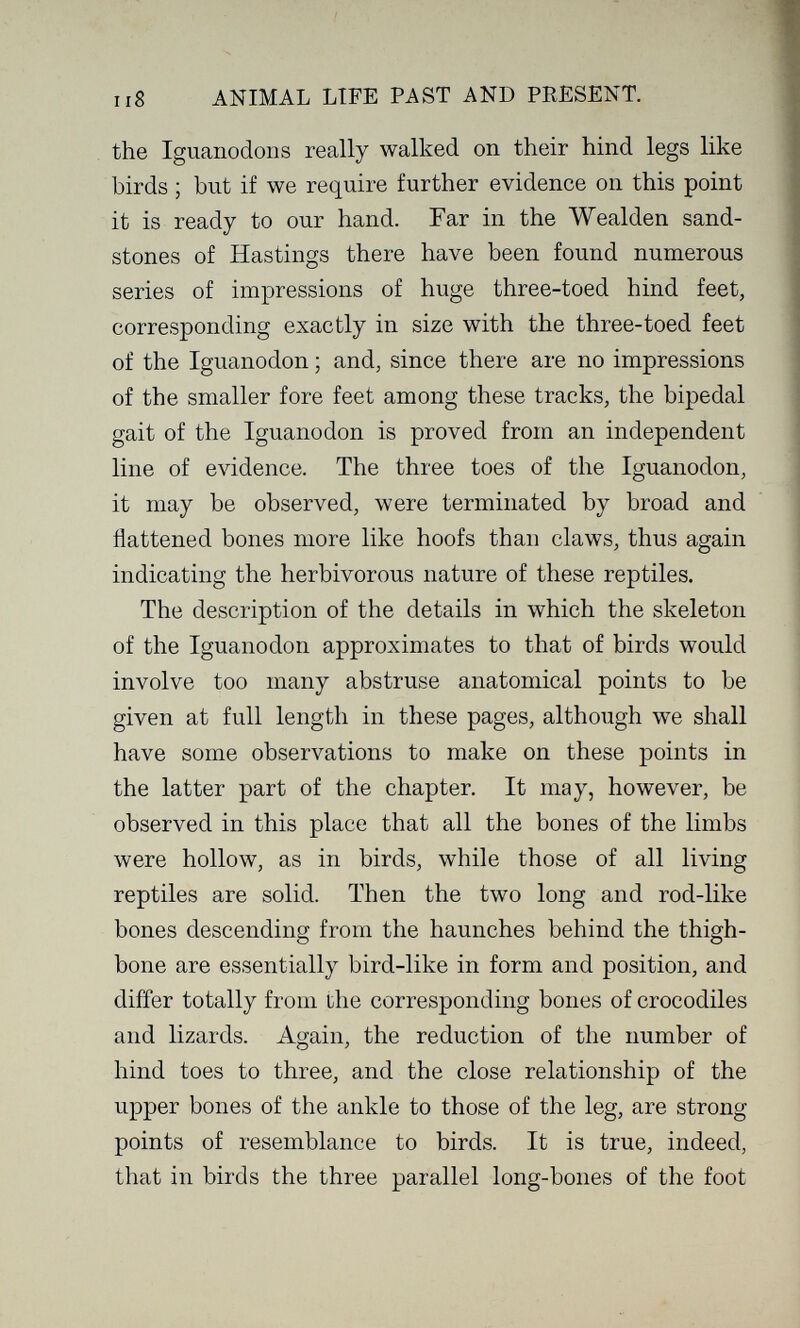 Ii8 A ШМАТ. LIFE PAST AND PRESENT. the Iguanodons really walked on their hind legs like birds ; but if we require further evidence on this point it is ready to our hand. Far in the Wealden sand¬ stones of Hastings there have been found numerous series of impressions of huge three-toed hind feet, corresponding exactly in size with the three-toed feet of the Iguanodon ; and, since there are no impressions of the smaller fore feet among these tracks, the bipedal gait of the Iguanodon is proved from an independent line of evidence. The three toes of the Iguanodon, it may be observed, were terminated by broad and flattened bones more like hoofs than claws, thus again indicating the herbivorous nature of these reptiles. The description of the details in which the skeleton of the Iguanodon approximates to that of birds would involve too many abstruse anatomical points to be given at full length in these pages, although we shall have some observations to make on these points in the latter part of the chapter. It may, however, be observed in this place that all the bones of the limbs were hollow, as in birds, while those of all living reptiles are solid. Then the two long and rod-like bones descending from the haunches behind the thigh¬ bone are essentially bird-like in form and position, and differ totally from the corresponding bones of crocodiles and lizards. Again, the reduction of the number of hind toes to three, and the close relationship of the upper bones of the ankle to those of the leg, are strong points of resemblance to birds. It is true, indeed, that in birds the three parallel long-bones of the foot