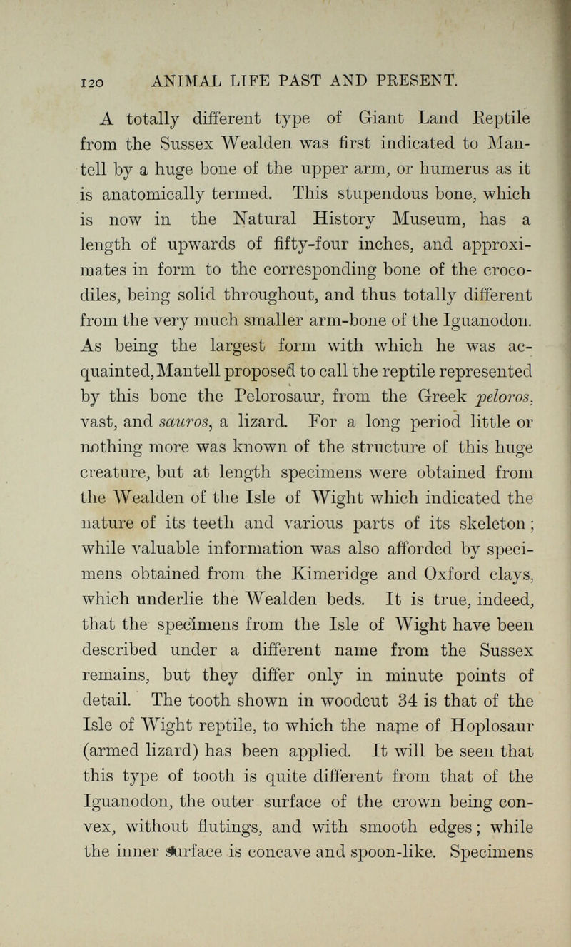 I20 ANIMAL LIFE PAST AND PRESENT. A totally different type of Giant Land Eeptile from the Sussex Wealden was first indicated to ]\ian- tell by a huge bone of the upper arm, or humerus as it is anatomically termed. This stupendous bone, which is now in the Natural History Museum, has a length of upwards of fifty-four inches, and approxi¬ mates in form to the corresponding bone of the croco¬ diles, being solid throughout, and thus totally different from the very much smaller arm-bone of the Iguanodon. As being the largest form with which he was ac¬ quainted, Mantell proposed to call the reptile represented by this bone the Pelorosaur, from the Greek peloros, vast, and sauros^ a lizard. For a long period little or njothing more was known of the structure of this huge creature, but at length specimens were obtained from the Wealden of tlie Isle of Wight which indicated the nature of its teeth and various parts of its skeleton ; while valuable information was also afforded by speci¬ mens obtained from the Kimeridge and Oxford clays, which underlie the Wealden beds. It is true, indeed, that the specimens from the Isle of Wight have been described under a different name from the Sussex remains, but they differ only in minute points of detail. The tooth shown in woodcut 34 is that of the Isle of Wight reptile, to which the napie of Hoplosaur (armed lizard) has been applied. It will be seen that this type of tooth is quite different from that of the Iguanodon, the outer surface of the crown being con¬ vex, without fiutings, and with smooth edges ; while the inner îiurface is concave and spoon-like. Specimens