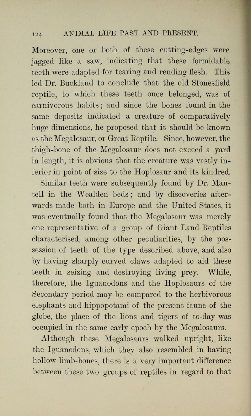 ANIMAL LIFE PAST AND PRESENT. Moreover, one or both of these cutting-edges were jagged like a saw, indicating that these formidable teeth were adapted for tearing and rending flesh. This led Dr. Buckland to conclude that the old Stonesfield reptile, to which these teeth once belonged, was of carnivorous habits ; and since the bones found in the same deposits indicated a creature of comparatively huge dimensions, he proposed that it should be known as the Megalosaur, or Great Eeptile. Since, however, the thigh-bone of the Megalosaur does not exceed a yard in length, it is obvious that the creature was vastly in¬ ferior in point of size to the Hoplosaur and its kindred. Similar teeth were subsequently found by Dr. Man- tell in the Wealden beds ; and by discoveries after¬ wards made both in Europe and the United States, it was eventually found that the Megalosaur was merely one representative of a group of (Hant Land Eeptiles characterised, among other peculiarities, by the pos¬ session of teeth of the type described above, and also by having sharply curved claws adapted to aid these teeth in seizing and destroying living prey. While, therefore, the Iguanodons and the Hoplosaurs of the Secondary period may be compared to the herbivorous elephants and hippopotami of the present fauna of the globe, the place of the lions and tigers of to-day was occupied in the same early epoch by the Megalosaurs. Although these ]\Iegalosaurs walked upright, like the Iguanodons, which they also resembled in having hollow limb-bones, there is a very important difference between these two groups of reptiles in regard to that