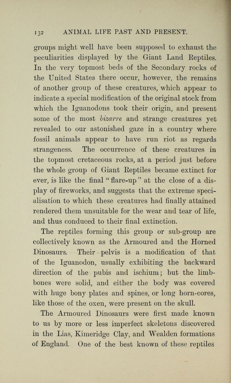 132 ANIMAL LIFE PAST AND PRESENT. groups might well have been supposed to exhaust the peculiarities displayed by the Giant Land Eeptiles. In the very topmost beds of the Secondary rocks of the United States there occur, however, the remains of another group of these creatures, which appear to indicate a special modification of the original stock from which the Iguanodons took their origin, and present some of the most bizarre and strange creatures yet revealed to our astonished gaze in a country where fossil animals appear to have run riot as regards strangeness. The occurrence of these creatures in the topmost cretaceous rocks, at a period just before the whole group of Giant Eeptiles became extinct for ever, is like the final  flare-up  at the close of a dis¬ play of fireworks, and suggests that the extreme speci¬ alisation to which these creatures had finally attained rendered them unsuitable for the wear and tear of life, and thus conduced to their final extinction. The reptiles forming this group or sub-group are collectively known as the Armoured and the Horned Dinosaurs. Their pelvis is a modification of that of the Iguanodon, usually exhibiting the backward direction of the pubis and ischium; but the limb- bones were solid, and either the body was covered with huge bony plates and spines, or long horn-cores, like those of the oxen, were present on the skull. The Armoured Dinosaurs were first made known to us by more or less imperfect skeletons discovered in the Lias, Kimeridge Clay, and Wealden formations of England. One of the best known of these reptiles