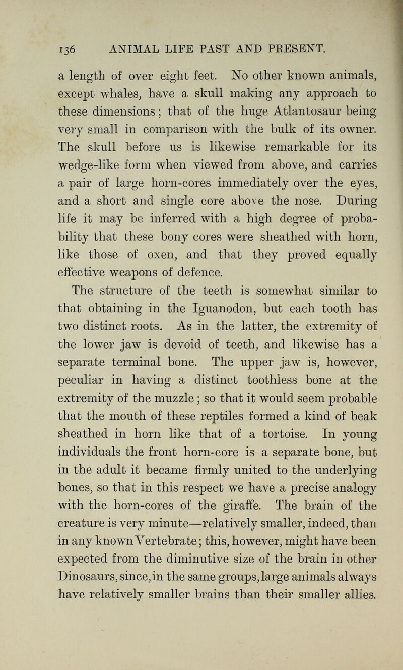 13б ANIMAL LIFE PAST AND PRESENT. a length of over eight feet. No other known animals, except whales, have a skull making any approach to these dimensions ; that of the huge Atlantosaur being very small in comparison with the bulk of its owner. The skull before us is likewise remarkable for its wedge-like form when viewed from above, and carries a pair of large horn-cores immediately over the eyes, and a short and single core abo\ e the nose. During life it may be inferred with a high degree of proba¬ bility that these bony cores were sheathed with horn, like those of oxen, and that they proved equally effective weapons of defence. The structure of the teeth is somewhat similar to that obtaining in the Iguanodon, but each tooth has two distinct roots. As in the latter, the extremity of the lower jaw is devoid of teeth, and likewise has a separate terminal bone. The upper jaw is, however, peculiar in having a distinct toothless bone at the extremity of the muzzle ; so that it would seem probable that the mouth of these reptiles formed a kind of beak sheathed in horn like that of a tortoise. In young individuals the front horn-core is a separate bone, but in the adult it became firmly united to the underlying bones, so that in this respect we have a precise analogy with the horn-cores of the giraffe. The brain of the creature is very minute—relatively smaller, indeed, than in any known Vertebrate; this, however, might have been expected from the diminutive size of the brain in other Dinosaurs, since, in the same groups, large animals always have relatively smaller brains than their smaller allies.