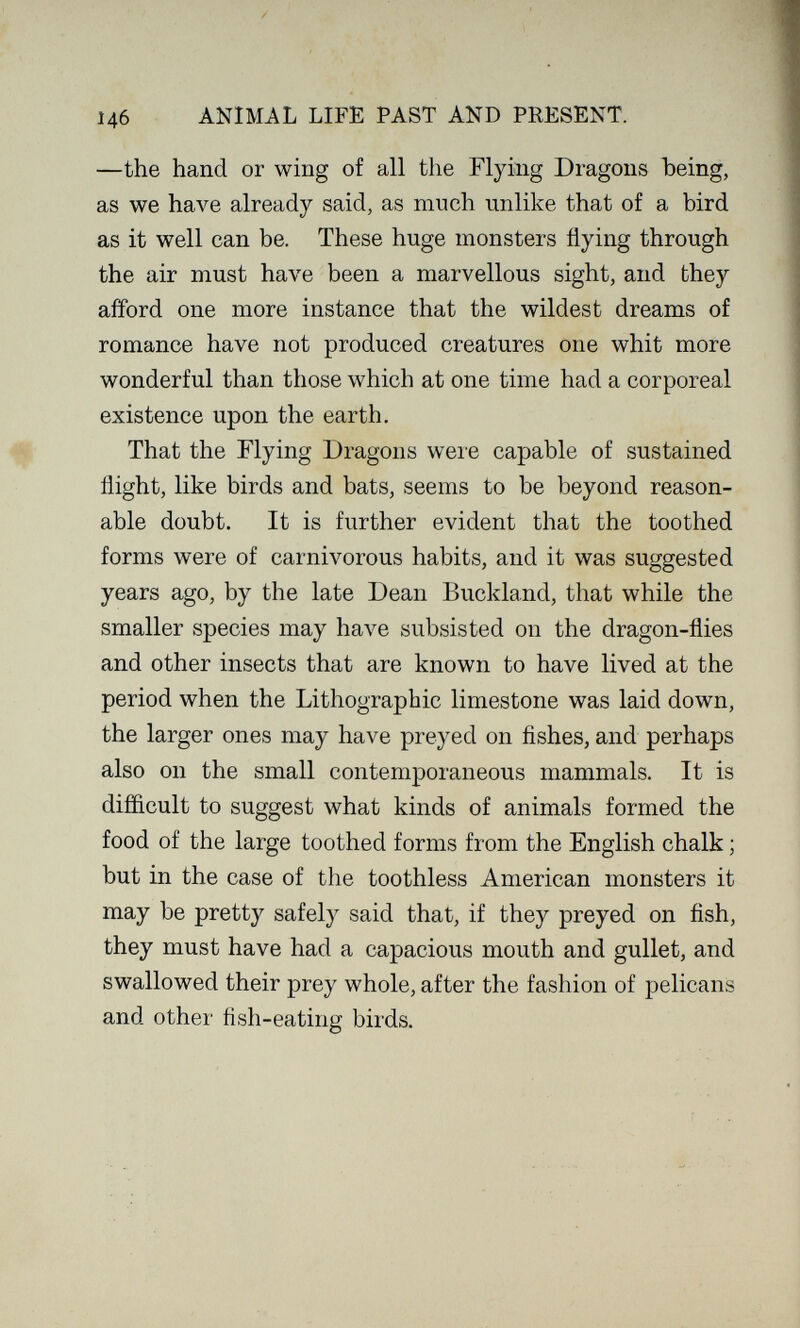 146 ANIMAL LIFE PAST AND PRESENT. —the hand or wing of all the Flying Dragons heing, as we have already said, as much unlike that of a bird as it well can be. These huge monsters flying through the air must have been a marvellous sight, and they afford one more instance that the wildest dreams of romance have not produced creatures one whit more wonderful than those which at one time had a corporeal existence upon the earth. That the Flying Dragons were capable of sustained flight, like birds and bats, seems to be beyond reason¬ able doubt. It is further evident that the toothed forms were of carnivorous habits, and it was suggested years ago, by the late Dean Buckland, that while the smaller species may have subsisted on the dragon-flies and other insects that are known to have lived at the period when the Lithographic limestone was laid down, the larger ones may have preyed on fishes, and perhaps also on the small contemporaneous mammals. It is difficult to suggest what kinds of animals formed the food of the large toothed forms from the English chalk ; but in the case of the toothless American monsters it may be pretty safely said that, if they preyed on fish, they must have had a capacious mouth and gullet, and swallowed their prey whole, after the fashion of pelicans and other fish-eating birds.