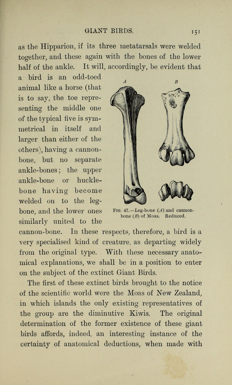 GIANT BIRDS. 151 as the Hipparion, if its three metatarsals were welded together, and these again with the bones of the lower half of the ankle. It will, accordingly, be evident that a bird is an odd-toed animal like a horse (that is to say, the toe repre¬ senting the middle one of the typical tìve is sym¬ metrical in itself and larger than either of the others), having a cannon- bone, but no separate ankle-bones ; the upper ankle-bone or huckle- bone having become welded on to the leg- bone, and the lower ones similarly united to the cannon-bone. In these respects, therefore, a bird is a very specialised kind of creature, as departing widely from the original type. With these necessary anato¬ mical explanations, we shall be in a position to enter on the subject of the extinct Giant Birds. The first of these extinct birds brought to the notice of the scientific world were the Moas of New Zealand, in which islands the only existing representatives of the group are the diminutive Kiwis. The original determination of the former existence of these giant birds affords, indeed, an interesting instance of the certainty of anatomical deductions, when made with