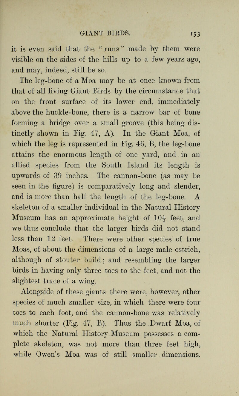 GIANT BIRDS. 153 it is even said that the  runs  made by them were visible on the sides of the hills up to a few years ago, and may, indeed, still be so. The leg-bone of a Moa may be at once known from that of all living Giant Birds by the circumstance that on the front surface of its lower end, immediately above the huckle-bone, there is a narrow bar of bone forming a bridge over a small groove (this being dis¬ tinctly shown in Fig. 47, A). In the Giant Moa, of which the leg is represented in Fig. 46, B, the leg-bone attains the enormous length of one yard, and in an allied species from the South Island its length is upwards of 39 inches. The cannon-bone (as may be seen in the figure) is comparatively long and slender, and is more than half the length of the leg-bone. A skeleton of a smaller individual in the Natural History Museum has an approximate height of 10| feet, and we thus conclude that the larger birds did not stand less than 12 feet. There were other species of true Moas, of about the dimensions of a large male ostrich, although of stouter build; and resembling the larger birds in having only three toes to the feet, and not the slightest trace of a wing. Alongside of these giants there were, however, other species of much smaller size, in which there were four toes to each foot, and the cannon-bone was relatively much shorter (Fig. 47, B). Thus the Dwarf Moa, of which the Natural History Museum possesses a com¬ plete skeleton, was not more than three feet high, while Owen's Moa was of still smaller dimensions.