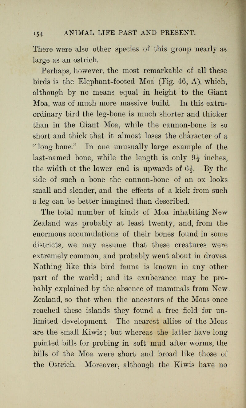 J 154 ANIMAL LIFE PAST AND PRESENT. There were also other species of this group nearly as large as an ostrich. Perhaps, however, the most remarkable of all these birds is the Elephant-footed Moa (Fig. 46, A), which, although by no means equal in height to the Giant Moa, was of much more massive build. In this extra¬ ordinary bird the leg-bone is much shorter and thicker than in the Giant Moa, while the cannon-bone is so short and thick that it almost loses the character of a  long bone. In one unusually large example of the last-named bone, while the length is only 9^ inches, the width at the lower end is upwards of 6|. By the side of such a bone the cannon-bone of an ox looks small and slender, and the effects of a kick from such a leg can be better imagined than described. О О The total number of kinds of Moa inhabiting New Zealand was probably at least twenty, and, from the enormous accumulations of their bones found in some districts, we may assume that these creatures were extremely common, and probably went about in droves. Nothing like this bird fauna is known in any other part of the world ; and its exuberance may be pro¬ bably explained by the absence of mammals from New Zealand, so that when the ancestors of the Moas once reached these islands they found a free field for un¬ limited development. The nearest allies of the Moas are the small Kiwis ; but whereas the latter have long pointed bills for probing in soft mud after worms, the bills of the Moa were short and broad like those of the Ostrich. Moreover, although the Kiwis have no