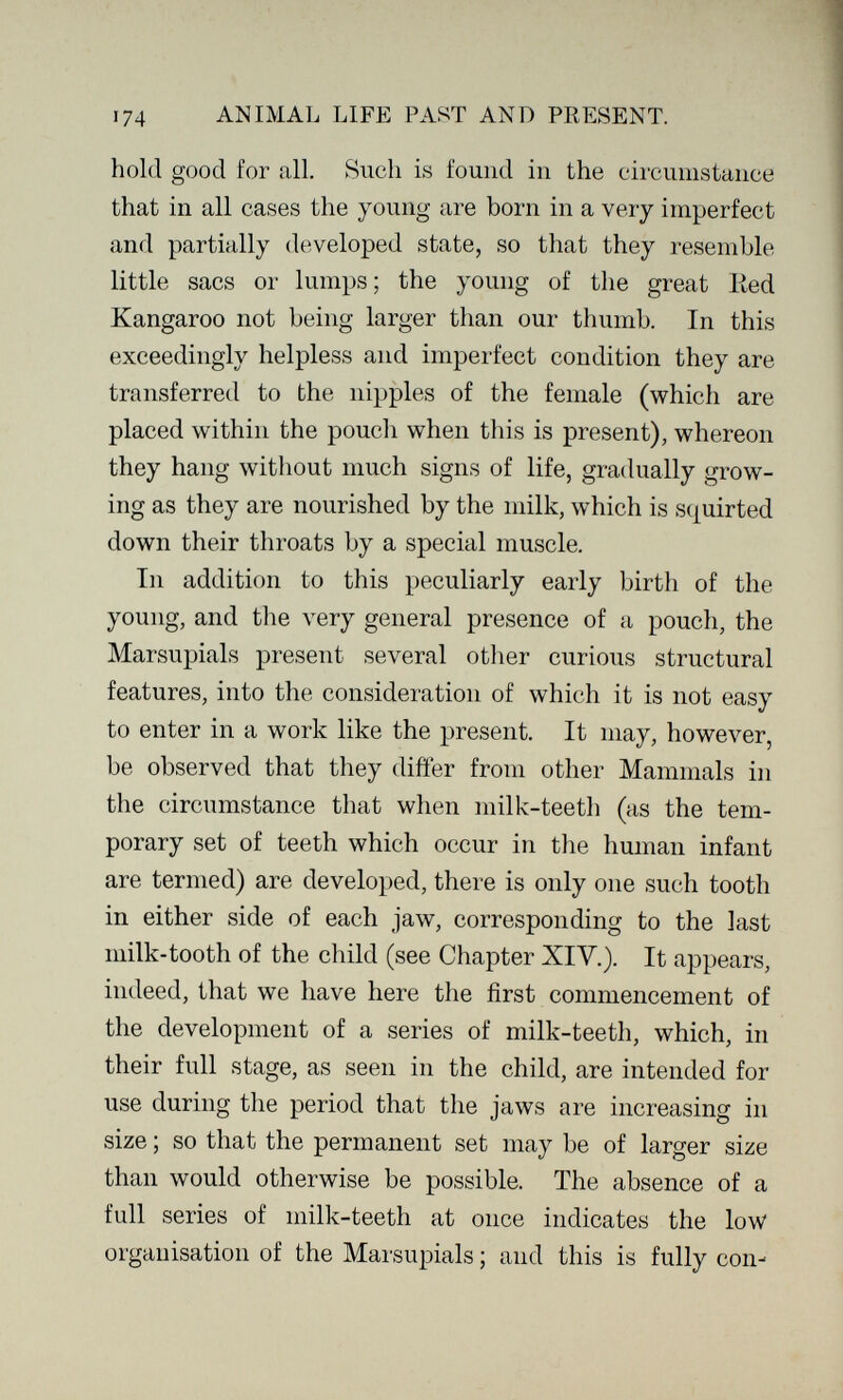 ANIMAL LIFE PAST AND PRESENT. hold good for all. Such is found in the circumstance that in all cases the young are born in a very imperfect and partially developed state, so that they resemble little sacs or lumps; the young of the great Ked Kangaroo not being larger than our thumb. In this exceedingly helpless and imperfect condition they are transferred to the nipples of the female (which are placed within the pouch when this is present), whereon they hang without much signs of life, gradually grow¬ ing as they are nourished by the milk, which is squirted down their throats by a special muscle. In addition to this peculiarly early birth of the young, and the very general presence of a pouch, the Marsupials present several other curious structural features, into the consideration of which it is not easy to enter in a work like the present. It may, however, be observed that they differ from other Mammals in the circumstance that when milk-teeth (as the tem¬ porary set of teeth which occur in the human infant are termed) are developed, there is only one such tooth in either side of each jaw, corresponding to the last milk-tooth of the child (see Chapter XIV.). It appears, indeed, that we have here the first commencement of the development of a series of milk-teeth, which, in their full stage, as seen in the child, are intended for use during the period that the jaws are increasing in size ; so that the permanent set may be of larger size than would otherwise be possible. The absence of a full series of milk-teeth at once indicates the low organisation of the Marsupials ; and this is fully con-