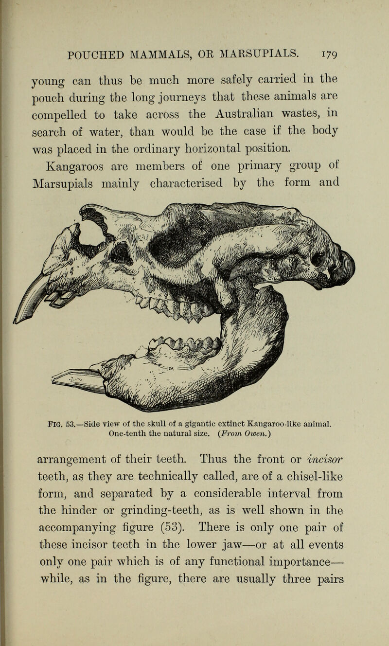 POUCHED MAMMALS, OR MARSUPIALS. 179 young can thus be much more safely carried in the pouch during the long journeys that these animals are compelled to take across the Australian wastes, in search of water, than would be the case if the body was placed in the ordinary horizontal position. Kangaroos are members of one primary group of Marsupials mainly characterised by the form and Fig. 53.—Side view of the skull of a gigantic extinct Kangaroo-like animal. One-tenth the natural size. {From Owen.) arrangement of their teeth. Thus the front or incisor teeth, as they are technically called, are of a chisel-like form, and separated by a considerable interval from the hinder or grinding-teeth, as is well shown in the accompanying figure (53). There is only one pair of these incisor teeth in the lower jaw—or at all events only one pair which is of any functional importance— while, as in the figure, there are usually three pairs