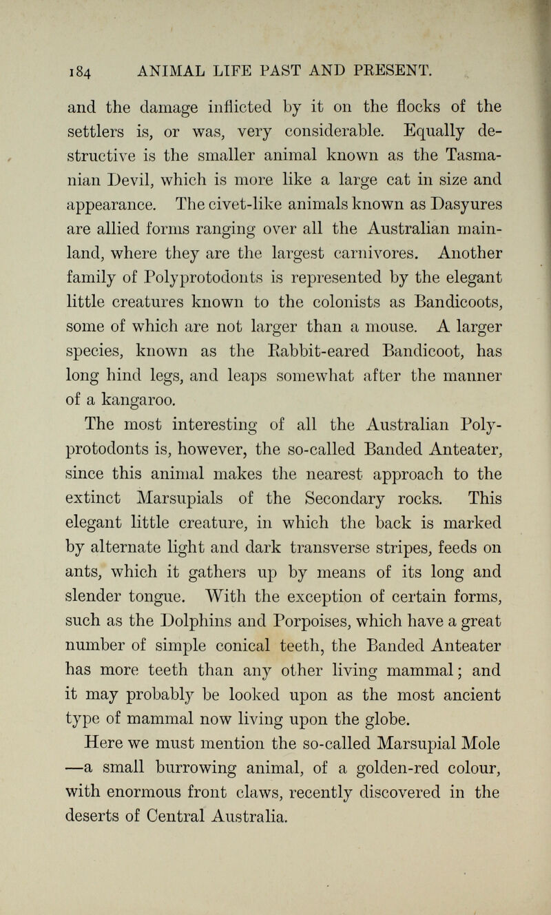 184 ANIMAL LIFE PAST AND PRESENT. and the damage inflicted by it on the flocks of the settlers is, or was, very considerable. Equally de¬ structive is the smaller animal known as the Tasma- nian Devil, which is more like a large cat in size and appearance. The civet-like animals known as Dasyures are allied forms ranging over all the Australian main¬ land, where they are the largest carnivores. Another family of Polyprotodonts is represented by the elegant little creatures known to the colonists as Bandicoots, some of which are not larger than a mouse. A larger О Ö species, known as the Eabbit-eared Bandicoot, has long hind legs, and leaps somewhat after the manner of a kangaroo. The most interesting of all the Australian Poly¬ protodonts is, however, the so-called Banded Anteater, since this animal makes the nearest approach to the extinct Marsupials of the Secondary rocks. This elegant little creature, in which the back is marked by alternate light and dark transverse stripes, feeds on ants, which it gathers up by means of its long and slender tongue. With the exception of certain forms, such as the Dolphins and Porpoises, which have a great number of simple conical teeth, the Banded Anteater has more teeth than any other living mammal ; and it may probably be looked upon as the most ancient type of mammal now living upon the globe. Here we must mention the so-called Marsupial Mole —a small burrowing animal, of a golden-red colour, with enormous front claws, recently discovered in the deserts of Central Australia.