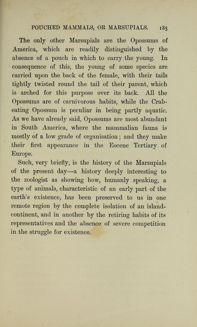 POUCHED MAMMALS, OR MARSUPIALS. 185 The only other Marsupials are the Opossums of America, which are readily distinguished by the absence of a pouch in which to carry the young. In consequence of this, the young of some species are carried upon the back of the female, with their tails tightly twisted round the tail of their parent, which is arched for this purpose over its back. All the Opossums are of carnivorous habits, while the Crab- eating Opossum is peculiar in being partly aquatic. As we have already said, Opossums are most abundant in South America, where the mammalian fauna is mostly of a low grade of organisation ; and they make their first appearance in the Eocene Tertiary of Europe. Such, very briefly, is the history of the Marsupials of the present day—a history deeply interesting to the zoologist as showing how, humanly speaking, a type of animals, characteristic of an early part of the earth's existence, has been preserved to us in one remote region by the complete isolation of an island- continent, and in another by the retiring habits of its representatives and the absence of severe competition in the struggle for existence.