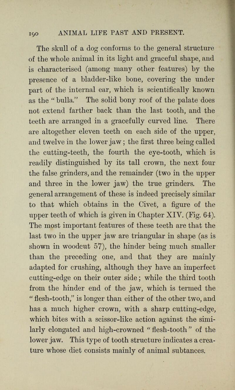 ANIMAL LIFE PAST AND PRESENT. The skull of a dog conforms to the general structure of the whole animal in its light and graceful shape, and is characterised (among many other features) by the presence of a bladder-like bone, covering the under part of the internal ear, which is scientifically known as the  bulla. The solid bony roof of the palate does not extend farther back than the last tooth, and the teeth are arranged in a gracefully curved line. There are altogether eleven teeth on each side of the upper, and twelve in the lower jaw ; the first three being called the cutting-teeth, the fourth the eye-tooth, which is readily distinguished by its tall crown, the next four the false grinders, and the remainder (two in the upper and three in the lower jaw) the true grinders. The general arrangement of these is indeed precisely similar to that which obtains in the Civet, a figure of the upper teeth of which is given in Chapter XIV. (Fig. 64). The most important features of these teeth are that the last two in the upper jaw are triangular in shape (as is shown in woodcut 57), the hinder being much smaller than the preceding one, and that they are mainly adapted for crushing, although they have an imperfect cutting-edge on their outer side ; while the third tooth from the hinder end of the jaw, which is termed the  flesh-tooth, is longer than either of the other two, and has a much higher crown, with a sharp cutting-edge, which bites with a scissor-like action against the simi¬ larly elongated and high-crowned flesh-tooth of the lower jaw. This type of tooth structure indicates a crea¬ ture whose diet consists mainly of animal subtances.
