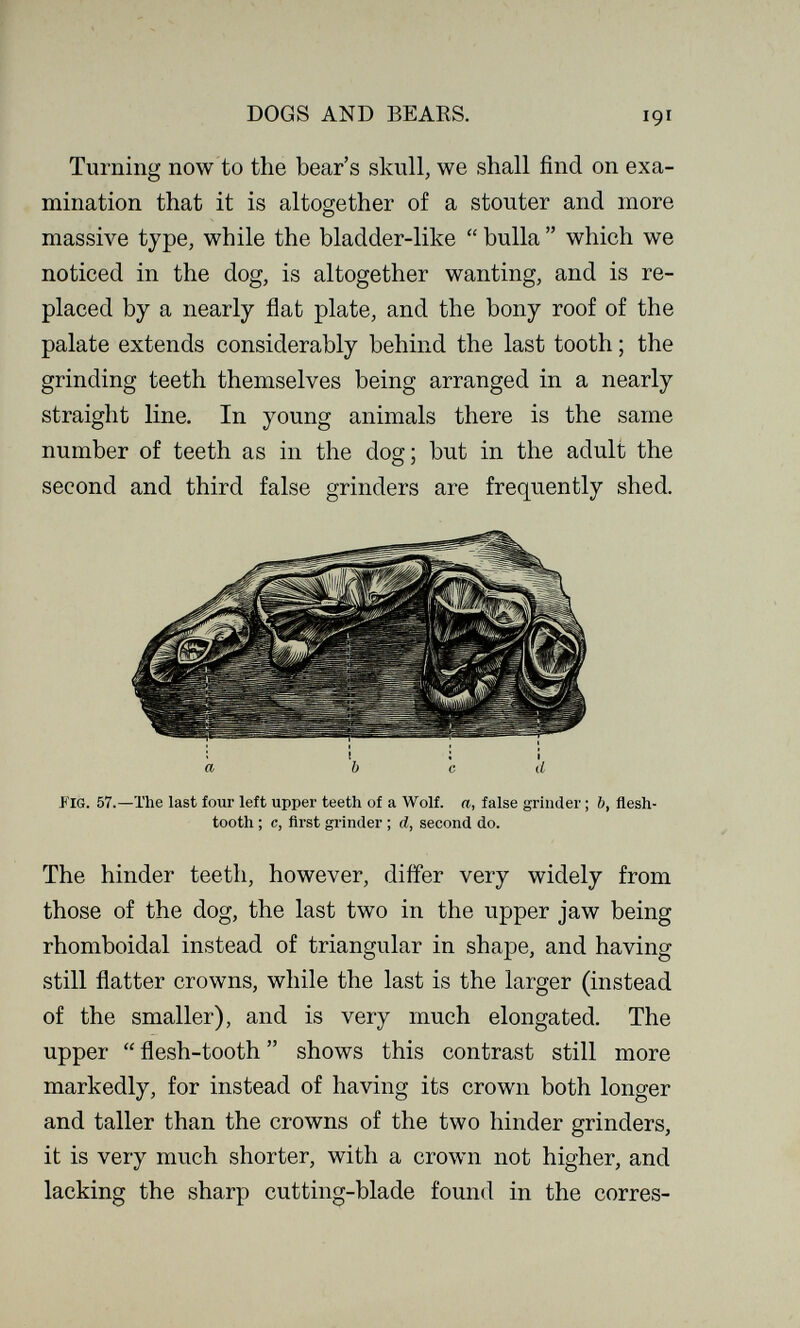 DOGS AND BEAKS. 191 Turning now to the bear's skull, we shall find on exa¬ mination that it is altogether of a stouter and more massive type, while the bladder-like  bulla  which we noticed in the dog, is altogether wanting, and is re¬ placed by a nearly flat plate, and the bony roof of the palate extends considerably behind the last tooth ; the grinding teeth themselves being arranged in a nearly straight line. In young animals there is the same number of teeth as in the dog; but in the adult the second and third false grinders are frequently shed. FIG. 57.—The last four left upper teeth of a Wolf. «, false grinder ; 6, flesh- tooth ; c, first grinder ; d, second do. The hinder teeth, however, differ very widely from those of the dog, the last two in the upper jaw being rhomboidal instead of triangular in shape, and having still flatter crowns, while the last is the larger (instead of the smaller), and is very much elongated. The upper flesh-tooth shows this contrast still more markedly, for instead of having its crown both longer and taller than the crowns of the two hinder grinders, it is very much shorter, with a crown not higher, and lacking the sharp cutting-blade found in the corres-