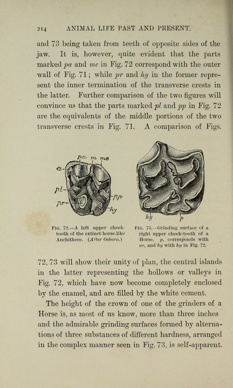 214 ANIMAL LIFE PAST AND PRESENT. and 73 being taken from teeth of opposite sides of the jaw. It is, however, quite evident that the parts marked jöa and me in Fig. 72 correspond with the outer wall of Fig. 71 ; while pr and hy in the former repre¬ sent the inner termination of the transverse crests in the latter. Further comparison of the two tìgures will convince us that the parts marked and pp in Fig. 72 are the equivalents of the middle portions of the two transverse crests in Fig. 71. A comparison of Figs. Fig. 72.—a left upper cheek- Fig. 73,—Grinding surface of a tooth of the extinct horse-like right upper cheek-tooth of a Anchithere. {Añer Onborn.) Horse, p, corresponds with vr, and h у with by in I'ig. 72. 72, 73 will show their unity of plan, the central islands in the latter representing the hollows or valleys in Fig. 72, which have now become completely enclosed by the enamel, and are filled by the white cement. The height of the crown of one of the grinders of a Horse is, as most of us know, more than three inches and the admirable grinding surfaces formed by alterna¬ tions of three substances of different hardness, arranged in the complex manner seen in Fig. 73, is self-apparent.