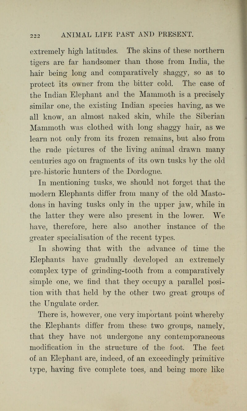 222 ANIMAL LIFE PAST AND PRESENT. extremely high latitudes. The skins of these northern tigers are far handsomer than those from India, the hair being long and comparatively shaggy, so as to protect its owner from the bitter cold. The case of the Indian Elephant and the Mammoth is a precisely similar one, the existing Indian species having, as we all know, an almost naked skin, while the Siberian Mammoth was clothed with long shaggy hair, as we learn not only from its frozen remains, but also from the rude pictures of the living animal drawn many centuries ago on fragments of its own tusks by the old pre-historic hunters of the Dordogne. In mentioning tusks, we should not forget that the modern Elephants difíer from many of the old Masto¬ dons in having tusks only in the upper jaw, while in the latter they were also present in the lower. We have, therefore, here also another instance of the greater specialisation of the recent types. In showing that with the advance of time the Elephants have gradually developed an extremely complex type of grinding-tooth from a comparatively simple one, we find that they occupy a parallel posi¬ tion with that held by the other two great groups of the Ungulate order. There is, however, one very important point whereby the Elephants differ from these two groups, namely, that they have not undergone any contemporaneous modification in the structure of the foot. The feet of an Elephant are, indeed, of an exceedingly primitive type, having five complete toes, and being more like