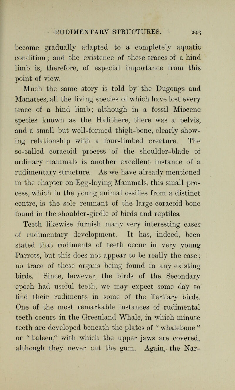 KUDIMENTARY STRUCTURES. 243 become gradually adapted to a completely aquatic condition ; and the existence of these traces of a hind limb is, therefore, of especial importance from this point of view. Much the same story is told by the Dugongs and Manatees, all the living species of which have lost every trace of a hind limb ; although in a fossil Miocene species known as the Halithere, there was a pelvis, and a small but well-formed thigh-bone, clearly show¬ ing relationship with a four-limbed creature. The so-called coracoid process of the shoulder-blade of ordinary mammals is another excellent instance of a rudiiïientary structure. As we have already mentioned in the chapter on Egg-laying Mammals, this small pro¬ cess, which in the young animal ossifies from a distinct centre, is the sole remnant of the large coracoid bone found in the shoulder-girdle of birds and reptiles. Teeth likewise furnish many very interesting cases of rudimentary development. It has, indeed, been stated that rudiments of teeth occur in very young Parrots, but this does not appear to be really the case ; no trace of these organs being found in any existing birds. Since, however, the birds of the Secondary epoch had useful teeth, we may expect some day to find their rudiments in some of the Tertiary birds. One of the most remarkable instances of rudimental teeth occurs in the Greenland Whale, in which minute teeth are developed beneath the plates of  whalebone  or  baleen, with which the upper jaws are covered, although they never cut the gum. Again, the Nar-