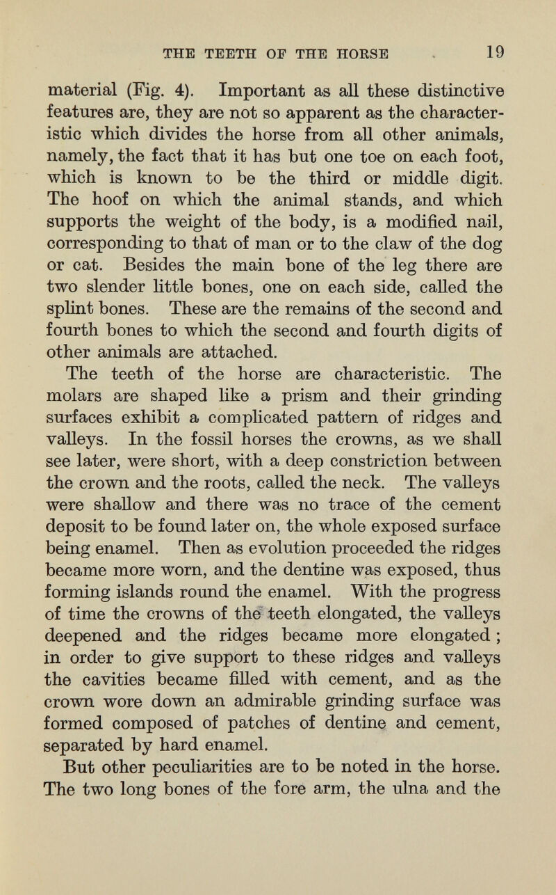 THE TEETH OF THE HORSE 19 material (Fig. 4). Important as all these distinctive features are, they are not so apparent as the character¬ istic which divides the horse from aU other animals, namely, the fact that it has but one toe on each foot, which is known to be the third or middle digit. The hoof on which the animal stands, and which supports the weight of the body, is a modified nail, corresponding to that of man or to the claw of the dog or cat. Besides the main bone of the leg there are two slender little bones, one on each side, called the splint bones. These are the remains of the second and fourth bones to which the second and fourth digits of other animals are attached. The teeth of the horse are characteristic. The molars are shaped like a prism and their grinding surfaces exhibit a complicated pattern of ridges and valleys. In the fossil horses the crowns, as we shall see later, were short, with a deep constriction between the crown and the roots, called the neck. The valleys were shallow and there was no trace of the cement deposit to be found later on, the whole exposed surface being enamel. Then as evolution proceeded the ridges became more worn, and the dentine was exposed, thus forming islands round the enamel. With the progress of time the crowns of the' teeth elongated, the vaUeys deepened and the ridges became more elongated ; in order to give support to these ridges and valleys the cavities became fiHed with cement, and as the crown wore down an admirable grinding surface was formed composed of patches of dentine and cement, separated by hard enamel. But other peculiarities are to be noted in the horse. The two long bones of the fore arm, the ulna and the