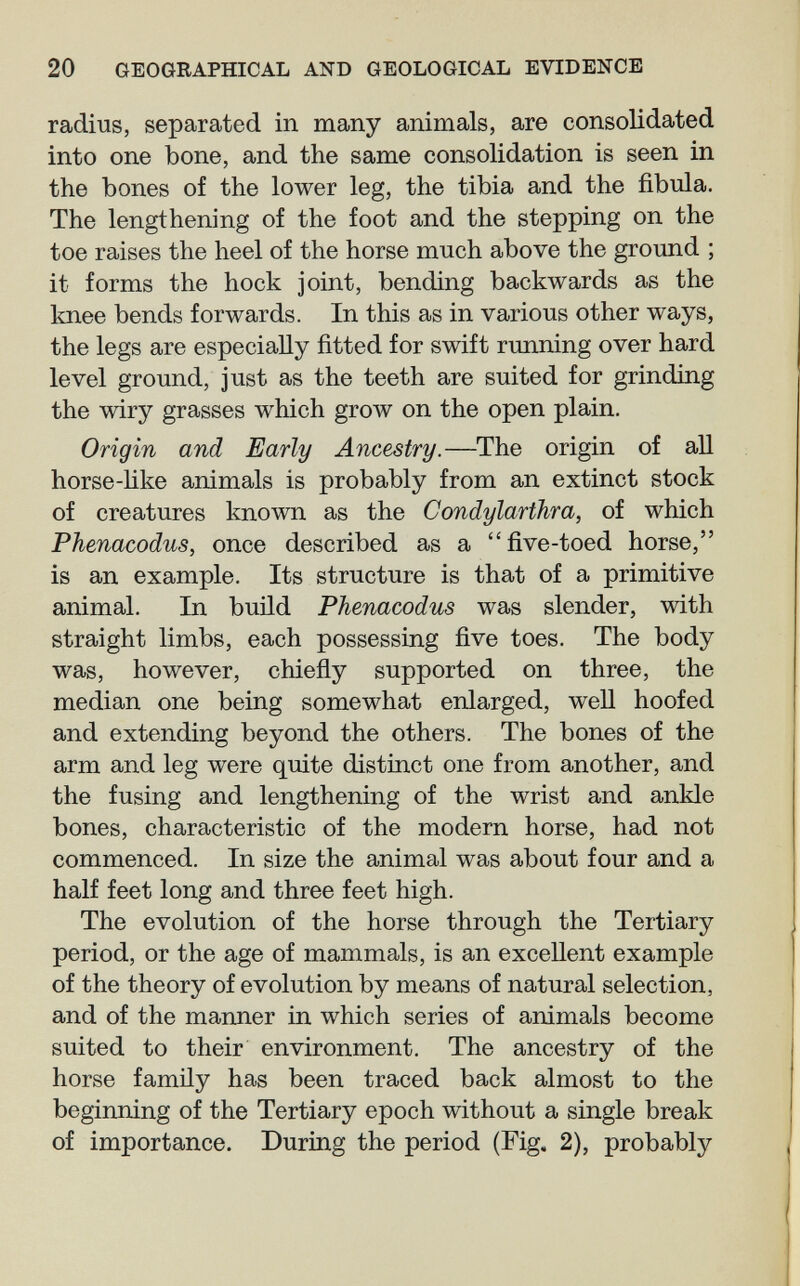 20 GEOGRAPHICAL AND GEOLOGICAL EVIDENCE radius, separated in many animals, are consolidated into one bone, and the same consolidation is seen in the bones of the lower leg, the tibia and the fibula. The lengthening of the foot and the stepping on the toe raises the heel of the horse much above the ground ; it forms the hock joint, bending backwards as the knee bends forwards. In this as in various other ways, the legs are especially fitted for swift running over hard level ground, just as the teeth are suited for grinding the wiry grasses which grow on the open plain. Origin and Early Ancestry.—The origin of all horse-Ике animals is probably from an extinct stock of creatures known as the Condylarthra, of which Phenacodus, once described as a five-toed horse, is an example. Its structure is that of a primitive animal. In build Phenacodus was slender, with straight limbs, each possessing five toes. The body was, however, chieñy supported on three, the median one being somewhat enlarged, well hoofed and extending beyond the others. The bones of the arm and leg were quite distinct one from another, and the fusing and lengthening of the wrist and ankle bones, characteristic of the modern horse, had not commenced. In size the animal was about four and a half feet long and three feet high. The evolution of the horse through the Tertiary period, or the age of mammals, is an excellent example of the theory of evolution by means of natural selection, and of the manner in which series of animals become suited to their environment. The ancestry of the horse family has been traced back almost to the beginning of the Tertiary epoch without a single break of importance. During the period (Fig. 2), probably