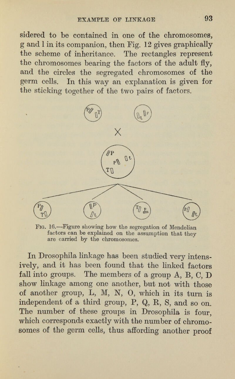 EXAMPLE OF LIÎTKAGE 93 sidered to be contained in one of the chromosomes, g and 1 in its companion, then Fig. 12 gives graphically the scheme of inheritance. The rectangles represent the chromosomes bearing the factors of the adult fly, and the circles the segregated chromosomes of the germ cells. In this way an explanation is given for the sticking together of the two pairs of factors. Fig. 16.—Figure showing how the segregation of Mendelian factors can be explained on the assumption that they are carried by the chromosomes. In Drosophila linkage has been studied very intens¬ ively, and it has been found that the linked factors faU into groups. The members of a group A, B, C, D show Hnkage among one another, but not with those of another group, L, M, N, 0, which in its turn is independent of a third group, P, Q, R, S, and so on. The number of these groups in Drosophila is four, which corresponds exactly with the number of chromo¬ somes of the germ cells, thus affording another proof