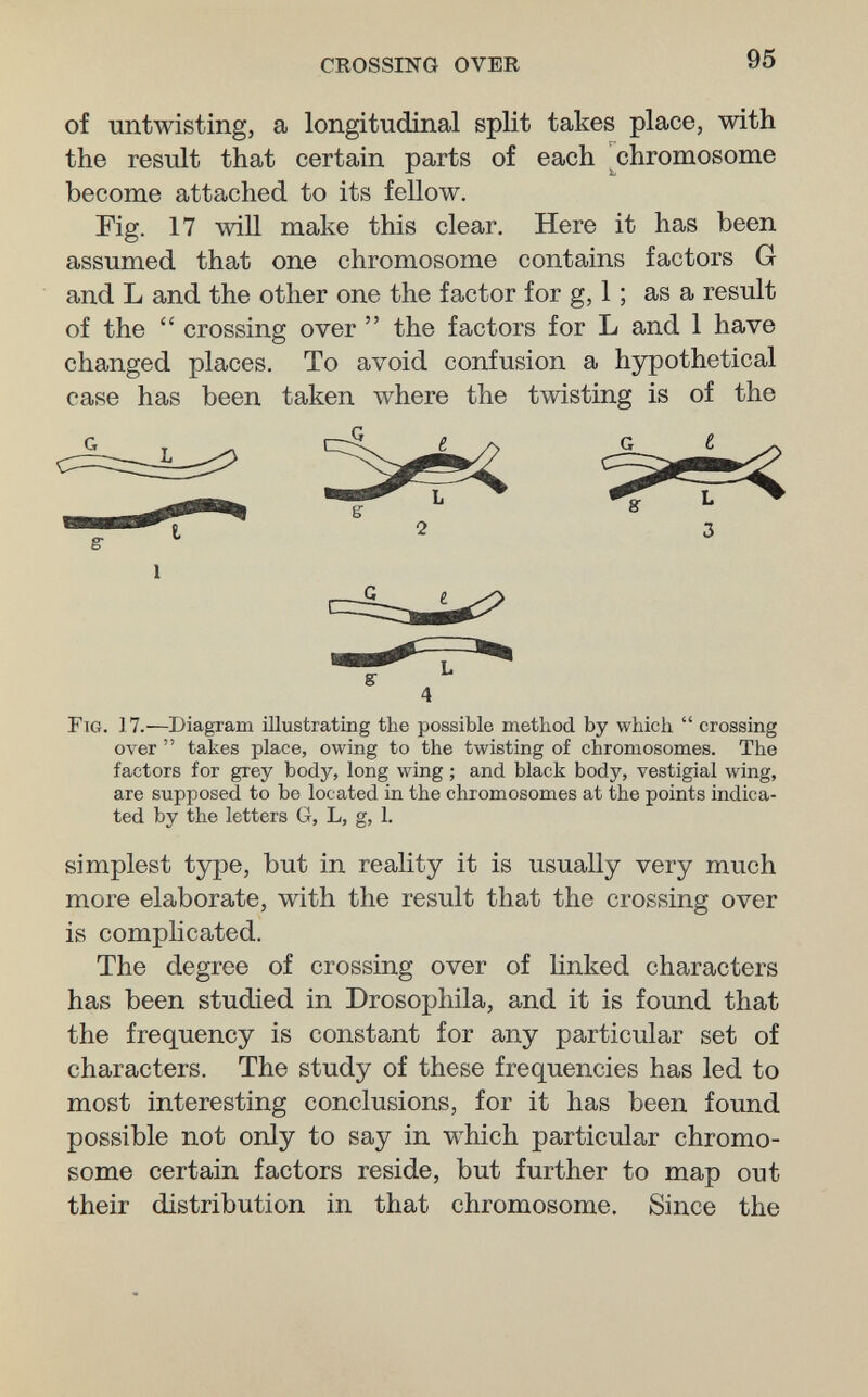 CROSSING OVER 95 of untwisting, a longitudinal split takes place, with the result that certain parts of each ^chromosome become attached to its fellow. Fig. 17 will make this clear. Here it has been assumed that one chromosome contains factors G and L and the other one the factor for g, 1 ; as a result of the  crossing over  the factors for L and 1 have changed places. To avoid confusion a hypothetical case has been taken where the twisting is of the Ftg. 17.—Diagram Шustrating the possible method by which  crossing over  takes place, owing to the twisting of chromosomes. The factors for grey body, long wing ; and black body, vestigial wing, are supposed to be located in the chromosomes at the points indica¬ ted by the letters G, L, g, 1. simplest type, but in reality it is usually very much more elaborate, with the result that the crossing over is complicated. The degree of crossing over of linked characters has been studied in Drosophila, and it is found that the frequency is constant for any particular set of characters. The study of these frequencies has led to most interesting conclusions, for it has been found possible not only to say in which particular chromo¬ some certain factors reside, but further to map out their distribution in that chromosome. Since the