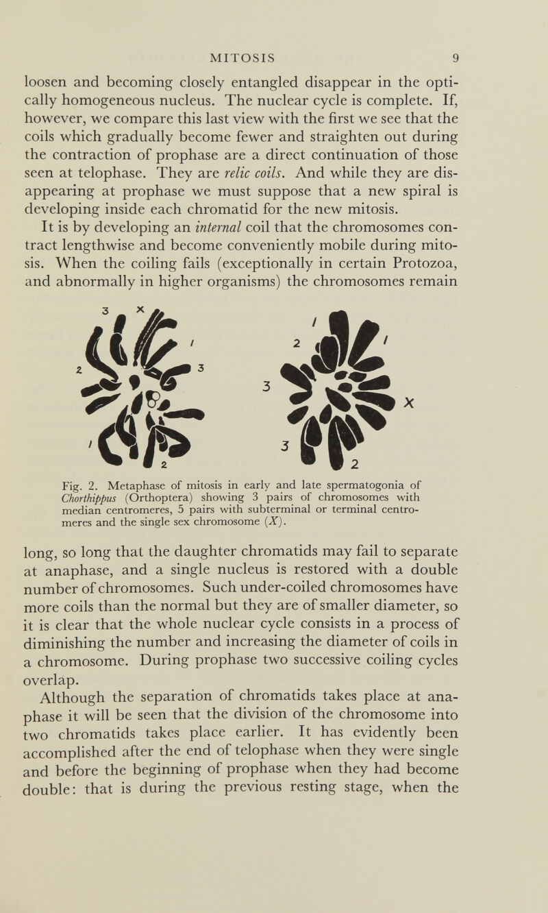 MITOSIS 9 loosen and becoming closely entangled disappear in the opti¬ cally homogeneous nucleus. The nuclear cycle is complete. If, however, we compare this last view with the first we see that the coils which gradually become fewer and straighten out during the contraction of prophase are a direct continuation of those seen at telophase. They are relic coils. And while they are dis¬ appearing at prophase we must suppose that a new spiral is developing inside each chromatid for the new mitosis. It is by developing an internal coil that the chromosomes con¬ tract lengthwise and become conveniently mobile during mito¬ sis. When the coiling fails (exceptionally in certain Protozoa, and abnormally in higher organisms) the chromosomes remain Fig. 2. Metaphase of mitosis in early and late spermatogonia of Chorthippus (Orthoptera) showing 3 pairs of chromosomes with median centromeres, 5 pairs with subterminal or terminal centro¬ meres and the single sex chromosome (X). long, SO long that the daughter chromatids may fail to separate at anaphase, and a single nucleus is restored with a double number of chromosomes. Such under-coiled chromosomes have more coils than the normal but they are of smaller diameter, so it is clear that the whole nuclear cycle consists in a process of diminishing the number and increasing the diameter of coils in a chromosome. During prophase two successive coihng cycles overlap. Although the separation of chromatids takes place at ana¬ phase it will be seen that the division of the chromosome into two chromatids takes place earlier. It has evidently been accomphshed after the end of telophase when they were single and before the beginning of prophase when they had become double: that is during the previous resting stage, when the