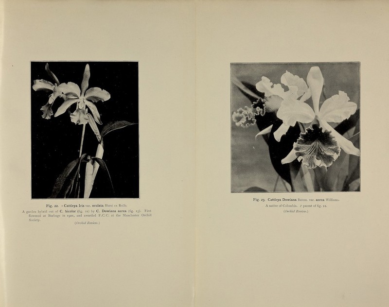 Fig. 22. X Cattleya Iris var. oculata Hurst ex Rolfe. A garden hybrid out of C. bicolor {fig. 21) by C. Dowiana aurea (fig. 23). First flowered at Burbage in 1901, and awarded F.C.C, at the Manchester Orchid Society. {Orchid Review. ) . 23. Cattleya Dowiana Batem. var. aurea Williams. A native of Colombia. $ parent of fig. 22. {^Orchid Review.')