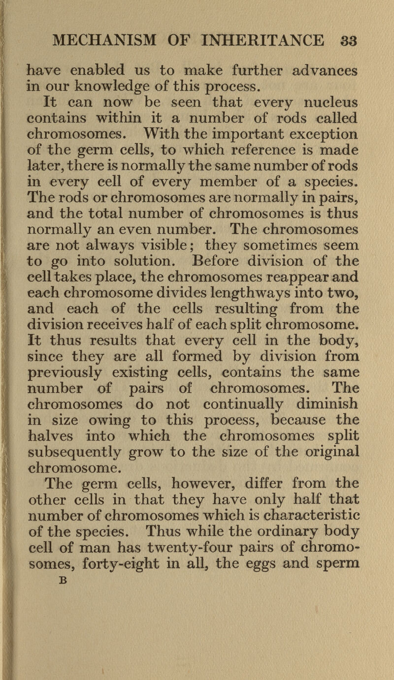 have enabled us to make further advances in our knowledge of this process. It can now be seen that every nucleus contains within it a number of rods called chromosomes. With the important exception of the germ cells, to which reference is made later, there is normally the same number of rods in every cell of every member of a species. The rods or chromosomes are normally in pairs, and the total number of chromosomes is thus normally an even number. The chromosomes are not always visible; they sometimes seem to go into solution. Before division of the cell takes place, the chromosomes reappear and each chromosome divides lengthways into two, and each of the cells resulting from the division receives half of each split chromosome. It thus results that every cell in the body, since they are all formed by division from previously existing cells, contains the same number of pairs of chromosomes. The chromosomes do not continually diminish in size owing to this process, because the halves into which the chromosomes split subsequently grow to the size of the original chromosome. The germ cells, however, differ from the other cells in that they have only half that number of chromosomes which is characteristic of the species. Thus while the ordinary body cell of man has twenty-four pairs of chromo somes, forty-eight in all, the eggs and sperm