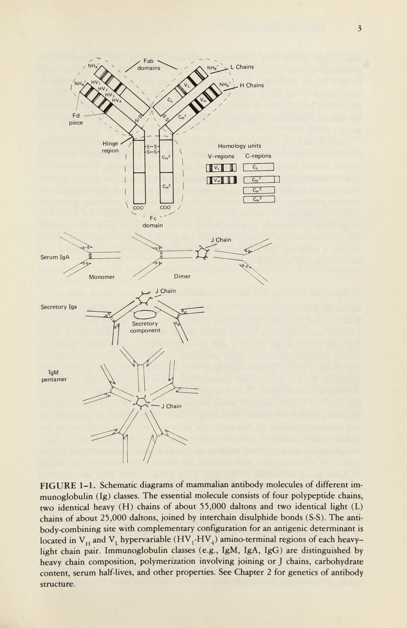 3 L Chains H Chains / Hinge ^ / region Homology units V-regions C-regions 111 [ZÊI Serum IgA Secretory Iga TgM pentamer iivhII It II rc;:^ Ch' Ch^ I FIGURE 1-1. Schematic diagrams of mammalian amibody molecules of different im¬ munoglobulin (Ig) classes. The essential molecule consists of four polypeptide chains, two identical heavy (H) chains of about 55,000 dal tons and two identical light (L) chains of about 25,000 daltons, joined by interchain disulphide bonds (S-S). The anti¬ body-combining site with complementary conjuration for an antigenic determinant is located in and hypervariable (HV¡-HV^) amino-terminal regions of each heavy- light chain pair. Immunoglobulin classes (e.g., IgM, IgA, IgG) are distinguished by heavy chain composition, polymerization involving joining or J chains, carbohydrate content, serum half-lives, and other properties. See Chapter 2 for genetics of antibody structure.