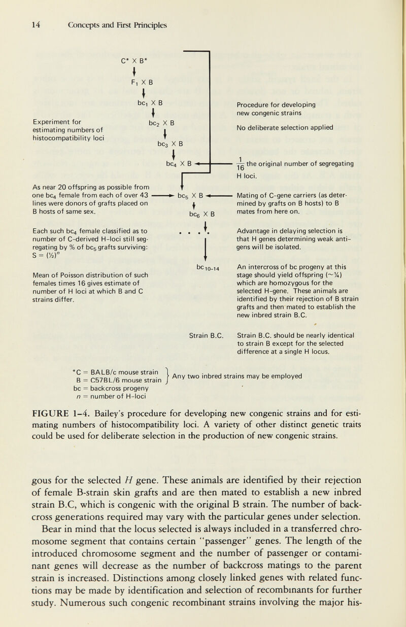 14 Concqjts and First Principles С* X в* f F, X в I bci X В Experiment for estimating numbers of histocompatibility loci ♦ bC2 X в \ Ьсз X В » bc4 X в As near 20 offspring as possible from one bC4 female from each of over 43 • lines were donors of grafts placed on В hosts of same sex. Each such bc4 female classified as to number of C-derived H-loci still seg¬ regating by % of bcs grafts surviving: S = (У2) Mean of Poisson distribution of such females times 16 gives estimate of number of H loci at which В and С strains differ. bcs X В f bce X В . . I be 10-14 Procedure for developing new congenie strains No deliberate selection applied T^the original number of segregating lb H loci. Mating of C-gene carriers (as deter¬ mined by grafts on В hosts) to В mates from here on. Advantage in delaying selection is that H genes determining weak anti¬ gens will be isolated. An intercross of be progeny at this stage should yield offspring (~/4) which are homozygous for the selected H-gene. These animals are identified by their rejection of В strain grafts and then mated to establish the new inbred strain B.C. Strain B.C. Strain B.C. should be nearly identical to strain В except for the selected difference at a single H locus. *C = BALB/c mouse strain В = C57BL/6 mouse strain be = backcross progeny n = number of H-loci Any two inbred strains may be employed FIGURE 1-4. Bailey's procedure for developing new congenie strains and for esti¬ mating numbers of histocompatibility loci. A variety of other distinct genetic traits could be used for deliberate selection in the production of new congenie strains. gous for the selected H gene. These animals are identified by their rejection of female B-strain skin grafts and are then mated to establish a new inbred strain B.C, which is congenie with the original В strain. The number of back- cross generations required may vary with the particular genes under selection. Bear in mind that the locus selected is always included in a transferred chro¬ mosome segment that contains certain passenger genes. The length of the introduced chromosome segment and the number of passenger or contami¬ nant genes will decrease as the number of backcross matings to the parent strain is increased. Distinctions among closely linked genes with related func¬ tions may be made by identification and selection of recombmants for further study. Numerous such congenie recombinant strains involving the major his-