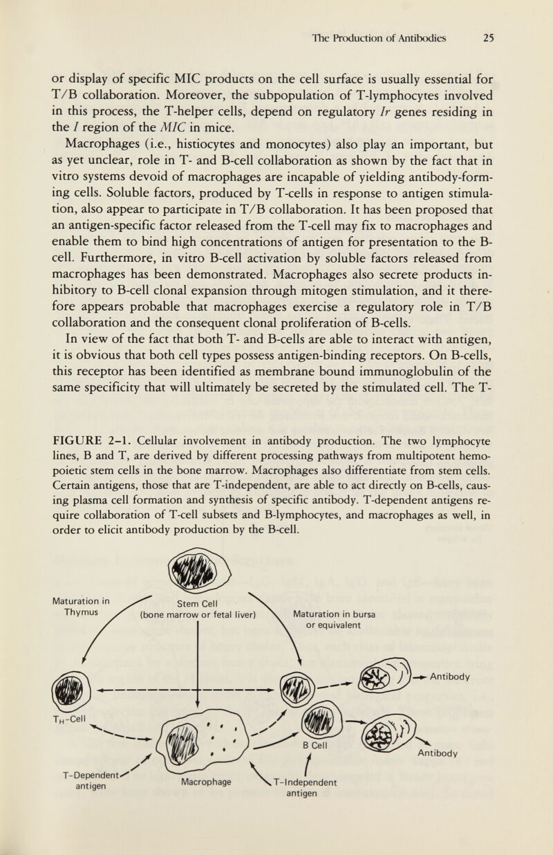 The Production of Antibodies 25 or display of specific MIC products oti the cell surface is usually essential for T/B collaboration. Moreover, the subpopulation of T-lymphocytes involved in this process, the T-helper cells, depend on regulatory Ir genes residing in the / region of the MIC in mice. Macrophages (i.e., histiocytes and monocytes) also play an important, but as yet unclear, role in T- and B-cell collaboration as shown by the fact that in vitro systems devoid of macrophages are incapable of yielding antibody-form¬ ing cells. Soluble factors, produced by T-cells in response to antigen stimula¬ tion, also appear to participate in T/B collaboration. It has been proposed that an antigen-specific factor released from the T-cell may fix to macrophages and enable them to bind high concentrations of antigen for presentation to the B- cell. Furthermore, in vitro B-cell activation by soluble factors released from macrophages has been demonstrated. Macrophages also secrete products in¬ hibitory to B-cell clonal expansion through mitogen stimulation, and it there¬ fore appears probable that macrophages exercise a regulatory role in T/B collaboration and the consequent clonal proliferation of B-cells. In view of the fact that both T- and B-cells are able to interact with antigen, it is obvious that both cell types possess antigen-binding receptors. On B-cells, this receptor has been identified as membrane bound immunoglobulin of the same specificity that will ultimately be secreted by the stimulated cell. The T- FIGURE 2-1. Cellular involvement in antibody production. The two lymphocyte lines, В and T, are derived by different processing pathways from multipotent hemo¬ poietic stem cells in the bone marrow. Macrophages also differentiate from stem cells. Certain antigens, those that are T-independent, are able to act directly on B-cells, caus¬ ing plasma cell formation and synthesis of specific antibody. T-dependent antigens re¬ quire collaboration of T-ceil subsets and B-lymphocytes, and macrophages as well, in order to elicit antibody production by the B-cell. antigen Antibody Antibody