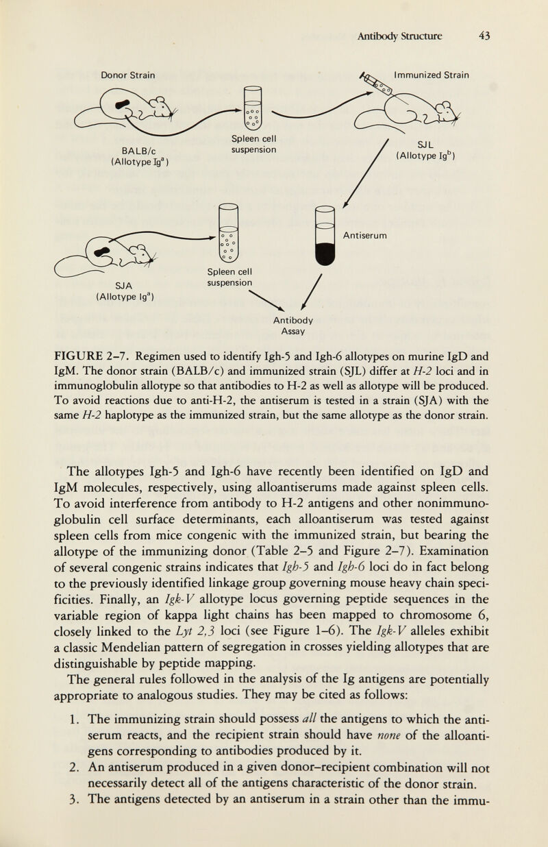 Antibcxiy Structure 43 Assay FIGURE 2-7. Regimen used to identify Igh-5 and Igh-6 allotypes on murine IgD and IgM. The donor strain (BALB/c) and immunized strain (SJL) differ at H-2 loci and in immunoglobulin allotype so that antibodies to H-2 as well as allotype will be produced. To avoid reactions due to anti-H-2, the antiserum is tested in a strain (SJA) with the same H-2 haplotype as the immunized strain, but the same allotype as the donor strain. The allotypes Igh-5 and Igh-6 have recently been identified on IgD and IgM molecules, respectively, using alioantiserums made against spleen cells. To avoid interference from antibody to H-2 antigens and other nonimmuno- globulin cell surface determinants, each alloantiserum was tested against spleen cells from mice congenie with the immunized strain, but bearing the allotype of the immunizing donor (Table 2-5 and Figure 2-7). Examination of several congenie strains indicates that Igh-3 and Igh-6 loci do in fact belong to the previously identified linkage group governing mouse heavy chain speci¬ ficities. Finally, an Igk-V allotype locus governing peptide sequences in the variable region of kappa light chains has been mapped to chromosome 6, closely linked to the Lyt 2,5 loci (see Figure 1-6). The Igk-V alleles exhibit a classic Mendelian pattern of segregation in crosses yielding allotypes that are distinguishable by peptide mapping. The general rules followed in the analysis of the Ig antigens are potentially appropriate to analogous studies. They may be cited as follows: 1. The immunizing strain should possess all the antigens to which the anti¬ serum reacts, and the recipient strain should have none of the alloanti- gens corresponding to antibodies produced by it. 2. An antiserum produced in a given donor-recipient combination will not necessarily detect all of the antigens characteristic of the donor strain. 3. The antigens detected by an antiserum in a strain other than the immu-