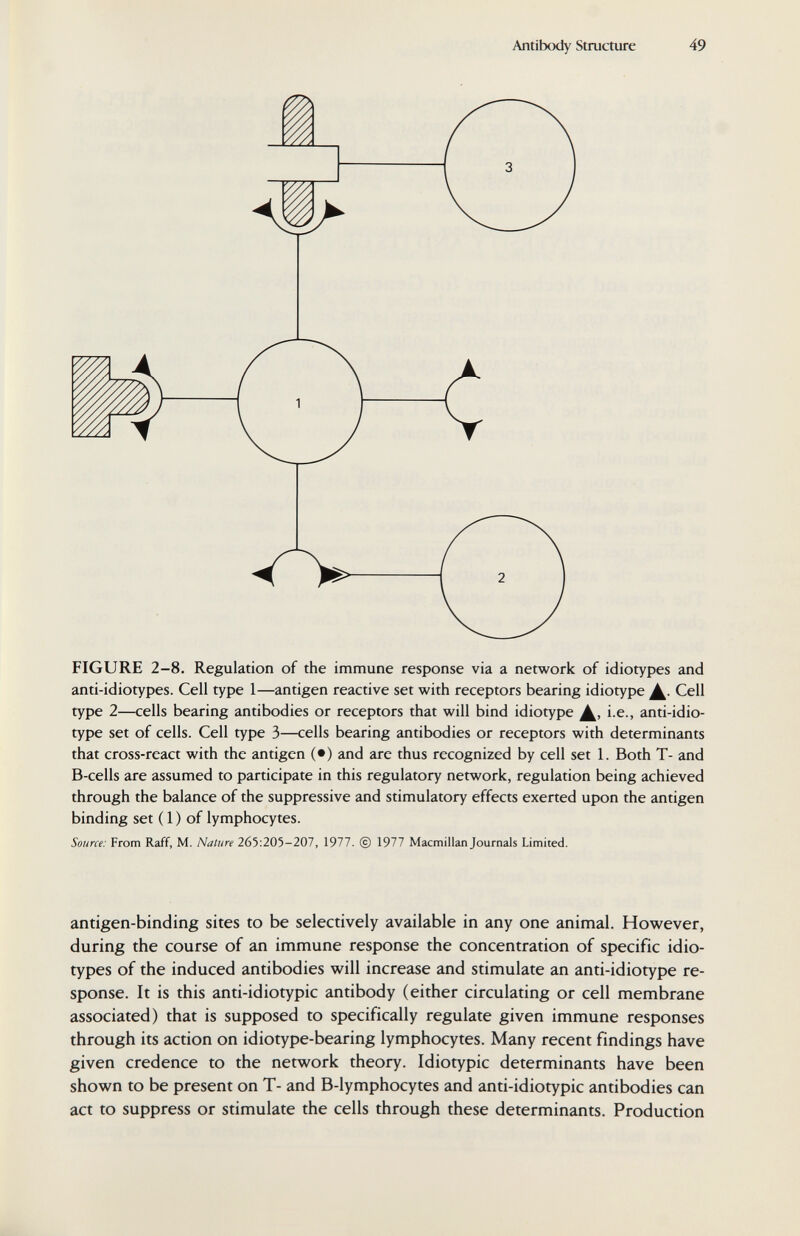 Antibody Structure 49 FIGURE 2-8. Regulation of the immune response via a network of idiotypes and anti-idiotypes. Cell type 1—antigen reactive set with receptors bearing idiotype Cell type 2—ceils bearing antibodies or receptors that will bind idiotype i.e., anti-idio- type set of cells. Cell type 3—cells bearing antibodies or receptors with determinants that cross-react with the antigen (•) and are thus recognized by cell set 1. Both T- and B-cells are assumed to participate in this regulatory network, regulation being achieved through the balance of the suppressive and stimulatory effects exerted upon the antigen binding set ( 1 ) of lymphocytes. Source: From Raff, M. Nature 265:205-207, 1977. © 1977 Macmillan Journals Limited. antigen-binding sites to be selectively available in any one animal. However, during the course of an immune response the concentration of specific idio¬ types of the induced antibodies will increase and stimulate an anti-idiotype re¬ sponse. It is this anti-idiotypic antibody (either circulating or cell membrane associated) that is supposed to specifically regulate given immune responses through its action on idiotype-bearing lymphocytes. Many recent findings have given credence to the network theory. Idiotypic determinants have been shown to be present on T- and B-lymphocytes and anti-idiotypic antibodies can act to suppress or stimulate the cells through these determinants. Production