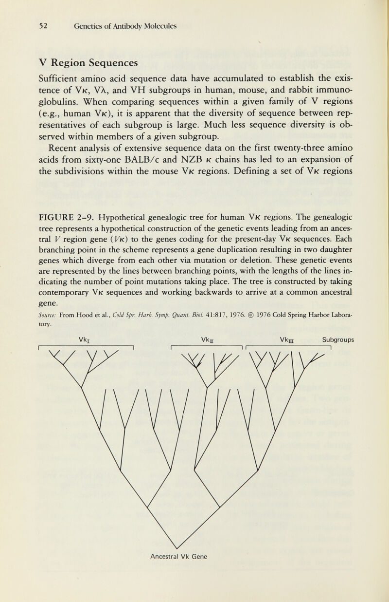 52 Genetics of Antilxxiy Molecules V Region Sequences Sufficient amino acid sequence data have accumulated to establish the exis¬ tence of Vk, VX, and VH subgroups in human, mouse, and rabbit immuno¬ globulins. When comparing sequences within a given family of V regions (e.g., human Vk), it is apparent that the diversity of sequence between rep¬ resentatives of each subgroup is large. Much less sequence diversity is ob¬ served within members of a given subgroup. Recent analysis of extensive sequence data on the first twenty-three amino acids from sixty-one BALB/c and NZB к chains has led to an expansion of the subdivisions within the mouse Vk regions. Defining a set of Vk regions FIGURE 2-9. Hypothetical genealogie tree for human Vk regions. The genealogie tree represents a hypothetical construction of the genetic events leading from an ances¬ tral V region gene (Vk) to the genes coding for the present-day Vk sequences. Each branching point in the scheme represents a gene duplication resulting in two daughter genes which diverge from each other via mutation or deletion. These genetic events are represented by the lines between branching points, with the lengths of the lines in¬ dicating the number of point mutations taking place. The tree is constructed by taking contemporary Vk sequences and working backwards to arrive at a common ancestral gene. Source: From Hood et al., Cold Spr. Harb. Symp. Quant. Biol. 41:817, 1976. © 1976 Cold Spring Harbor Labora¬ tory. Vki Vkir Vkjn; Subgroups ^ r Ancestral Vk Gene