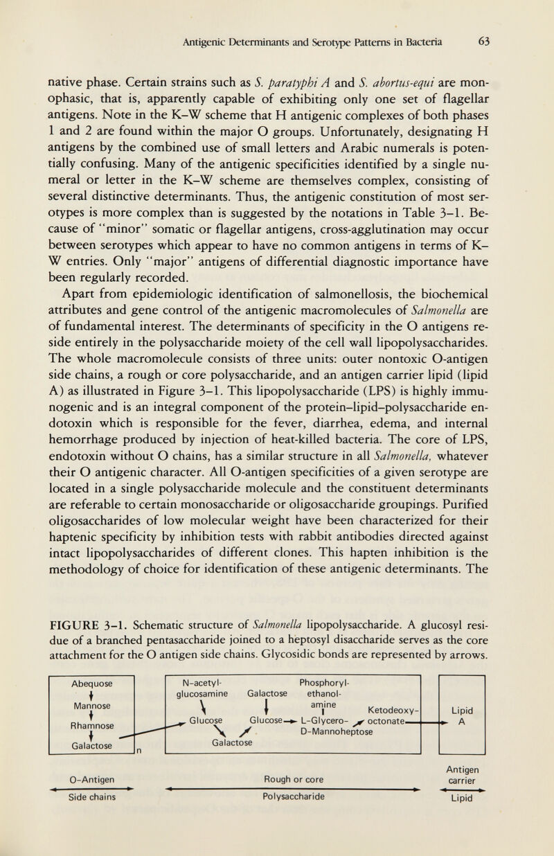 Antigenic Determinants and Serotype Patterns in Bacteria 63 native phase. Certain strains such as S. paratyphi A and S. abortus-equi are mon- ophasic, that is, apparently capable of exhibiting only one set of flagellar antigens. Note in the K-W scheme that H antigenic complexes of both phases 1 and 2 are found within the major О groups. Unfortunately, designating H antigens by the combined use of small letters and Arabic numerals is poten¬ tially confusing. Many of the antigenic specificities identified by a single nu¬ meral or letter in the K-W scheme are themselves complex, consisting of several distinctive determinants. Thus, the antigenic constitution of most ser¬ otypes is more complex than is suggested by the notations in Table 3-1. Be¬ cause of minor somatic or flagellar antigens, cross-agglutination may occur between serotypes which appear to have no common antigens in terms of K- W entries. Only major antigens of differential diagnostic importance have been regularly recorded. Apart from epidemiologic identification of salmonellosis, the biochemical attributes and gene control of the antigenic macromolecules of Salmonella are of fundamental interest. The determinants of specificity in the О antigens re¬ side entirely in the polysaccharide moiety of the cell wall lipopolysaccharides. The whole macromolecule consists of three units: outer nontoxic O-antigen side chains, a rough or core polysaccharide, and an antigen carrier lipid (lipid A) as illustrated in Figure 3-1. This lipopolysaccharide (LPS) is highly immu¬ nogenic and is an integral component of the protein-lipid-polysaccharide en¬ dotoxin which is responsible for the fever, diarrhea, edema, and internal hemorrhage produced by injection of heat-killed bacteria. The core of LPS, endotoxin without О chains, has a similar structure in all Salmonella, whatever their О antigenic character. All O-antigen specificities of a given serotype are located in a single polysaccharide molecule and the constituent determinants are referable to certain monosaccharide or oligosaccharide groupings. Purified oligosaccharides of low molecular weight have been characterized for their haptenic specificity by inhibition tests with rabbit antibodies directed against intact lipopolysaccharides of different clones. This hapten inhibition is the methodology of choice for identification of these antigenic determinants. The FIGURE 3-1. Schematic structure of Salmonella lipopolysaccharide. A glucosyl resi¬ due of a branched pentasaccharide joined to a heptosyl disaccharide serves as the core attachment for the О antigen side chains. Glycosidic bonds are represented by arrows. Antigen 0-Antigen Rough or core carrier Side chains Polysaccharide Lipid