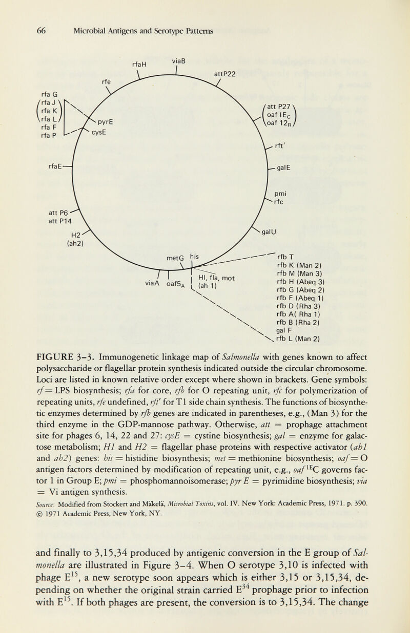 66 Microbial Antigens and Serotype Patterns att P27 oaf lEc oaf 1 2r gal E rfb T rfb К (Man 2) rfb M (Man 3) rfb H (Abeq 3) rfb G (Abeq 2) rfb F (Abeq 1) rfb D (Rha 3) rfb A( Rha 1) rfb В (Rha 2) gal F rfb L (Man 2) FIGURE 3-3. Immunogenetic linkage map of Salmonella with genes known to affect polysaccharide or flagellar protein synthesis indicated outside the circular chromosome. Loci are listed in known relative order except where shown in brackets. Gene symbols: rf = LPS biosynthesis; rfa for core, ф for О repeating unit, rfc for polymerization of repeating units, rfe undefined, rft' for T1 side chain synthesis. The functions of biosynthe- tic enzymes determined by rß genes are indicated in parentheses, e.g., (Man 3) for the third enzyme in the GDP-mannose pathway. Otherwise, att = prophage attachment site for phages 6, 14, 22 and 27: cysE = cystine biosynthesis; gal = enzyme for galac¬ tose metabolism; HI and H2 = flagellar phase proteins with respective activator {ahi and ah2) genes: = histidine biosynthesis; wé'/= methionine biosynthesis; oaf=0 antigen factors determined by modification of repeating unit, e.g., oaf^^C governs fac¬ tor 1 in Group E; pmi = phosphomannoisomerase; pyr E = pyrimidine biosynthesis; via = Vi antigen synthesis. Source: Modified from Stockert and Mäkelä, Microbial Toxins, vol. IV. New York; Academic Press, 1971. p. 390. © 1971 Academic Press, New York, NY. and finally to 3,15,34 produced by antigenic conversion in the E group of Sal¬ monella are illustrated in Figure 3-4. When О serotype 3,10 is infected with phage a new serotype soon appears which is either 3,15 or 3,15,34, de¬ pending on whether the original strain carried prophage prior to infection with E^^. If both phages are present, the conversion is to 3,15,34. The change