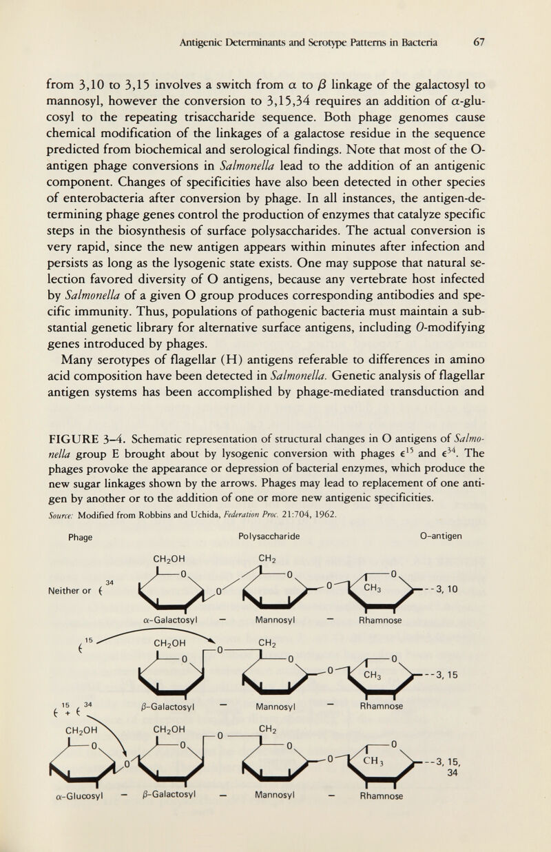 Antigenic Determinants and Serotype Patterns in Bacteria 67 from 3,10 to 3,15 involves a switch from a to ß linkage of the galactosyl to mannosyl, however the conversion to 3,15,34 requires an addition of a-glu- cosyl to the repeating trisaccharide sequence. Both phage genomes cause chemical modification of the linkages of a galactose residue in the sequence predicted from biochemical and serological findings. Note that most of the O- antigen phage conversions in Salmonella lead to the addition of an antigenic component. Changes of specificities have also been detected in other species of enterobacteria after conversion by phage. In all instances, the antigen-de¬ termining phage genes control the production of enzymes that catalyze specific steps in the biosynthesis of surface polysaccharides. The actual conversion is very rapid, since the new antigen appears within minutes after infection and persists as long as the lysogenic state exists. One may suppose that natural se¬ lection favored diversity of О antigens, because any vertebrate host infected by Salmonella of a given О group produces corresponding antibodies and spe¬ cific immunity. Thus, populations of pathogenic bacteria must maintain a sub¬ stantial genetic library for alternative surface antigens, including 0-modifying genes introduced by phages. Many serotypes of flagellar (H) antigens referable to differences in amino acid composition have been detected in Salmonella. Genetic analysis of flagellar antigen systems has been accomplished by phage-mediated transduction and FIGURE 3-4. Schematic representation of structural changes in О antigens of Salmo¬ nella group E brought about by lysogenic conversion with phages and The phages provoke the appearance or depression of bacterial enzymes, which produce the new sugar linkages shown by the arrows. Phages may lead to replacement of one anti¬ gen by another or to the addition of one or more new antigenic specificities. Source: Modified from Robbins and Uchida, Federation Proc. 21:704, 1962. Phage Neither or ( CH2OH Polysaccharide CH, a-Glucosyl - /3-Gaiactosyl 0-antigen --3, 10 --3, 15 -3, 15, 34 Mannosyl Rhamnose