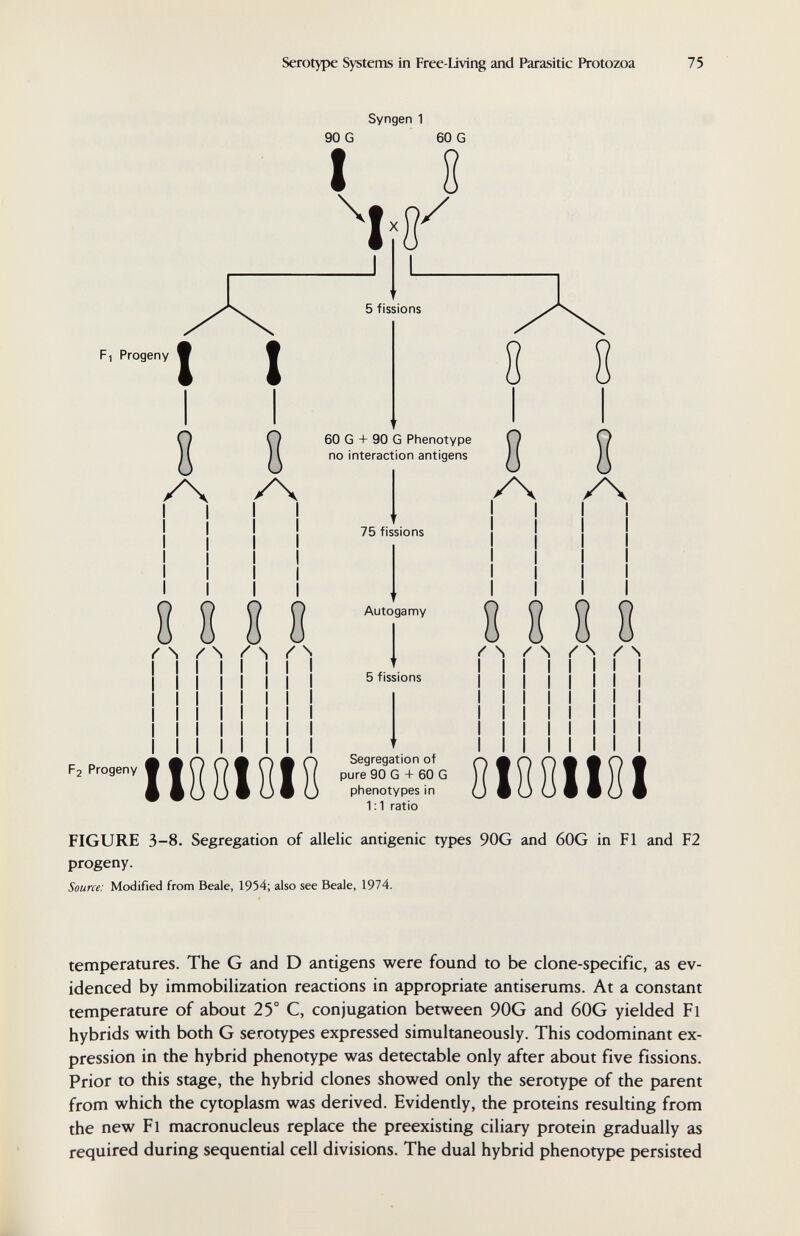 Serotype Systems in Free-Living and Parasitic Protozoa 75 Fi Progeny t I /\ Syngen 1 90 G 60 G I ^ 5 fissions 60 G + 90 G Phenotype no interaction antigens 75 fissions 8 8 8 /\ /\ 8 8 8 8 r'N /N /N р2 Progeny II881BI8 Autogamy 5 fissions Segregation of pure 90 G + 60 G piienotypes in 1:1 ratio 8 8 8 8 -'N /N /N I I I I I I I 81ЙЙ111]! FIGURE 3-8. Segregation of allelic antigenic types 90G and 60G in Fl and F2 progeny. Source: Modified from Beale, 1954; also see Beale, 1974. temperatures. The G and D antigens were found to be clone-specific, as ev¬ idenced by immobilization reactions in appropriate antiserums. At a constant temperature of about 25° C, conjugation between 90G and 60G yielded Fl hybrids with both G serotypes expressed simultaneously. This codominant ex¬ pression in the hybrid phenotype was detectable only after about five fissions. Prior to this stage, the hybrid clones showed only the serotype of the parent from which the cytoplasm was derived. Evidently, the proteins resulting from the new Fl macronucleus replace the preexisting ciliary protein gradually as required during sequential cell divisions. The dual hybrid phenotype persisted