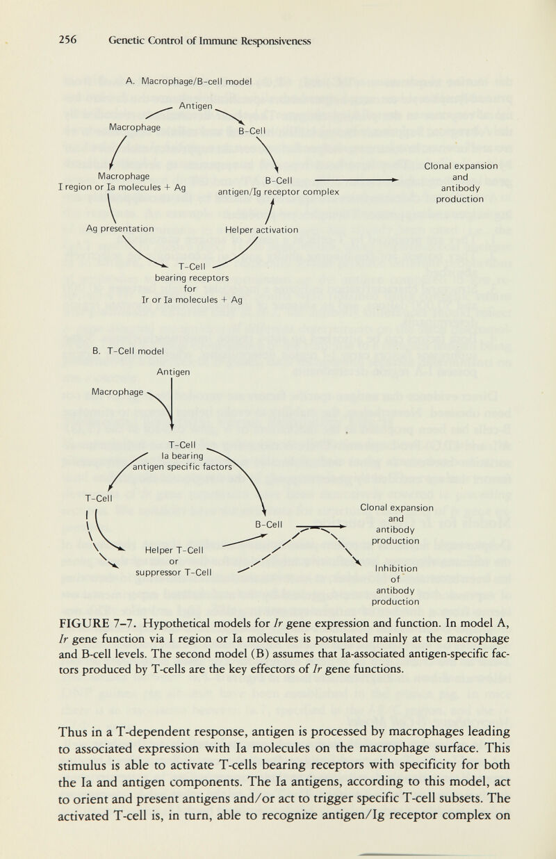 256 Genetic Control of Immune Responsiveness A. Macrophage/B-cell model ^ Antigen Macrophage B-Cell Macrophage B-Cell I region or la molecules + Ag antigen/Ig receptor complex / Ag presentation Helper activation Clonal expansion and antibody production T-Cell bearing receptors for Ir or la molecules + Ag B. T-Cell model Antigen Macrophage T-Cell la bearing antigen specific factors^ B-Cell Helper T-Cell or suppressor T-Cell N \ \ Clonal expansion and antibody production Ч Inhibition of antibody production FIGURE 7-7. Hypothetical models for Ir gene expression and function. In model A, Ir gene function via I region or la molecules is postulated mainly at the macrophage and B-cell levels. The second model (B) assumes that la-associated antigen-specific fac¬ tors produced by T-cells are the key effectors of Ir gene functions. Thus in a T-dependent response, antigen is processed by macrophages leading to associated expression with la molecules on the macrophage surface. This stimulus is able to activate T-cells bearing receptors with specificity for both the la and antigen components. The la antigens, according to this model, act to orient and present antigens and/or act to trigger specific T-cell subsets. The activated T-cell is, in turn, able to recognize antigen/Ig receptor complex on